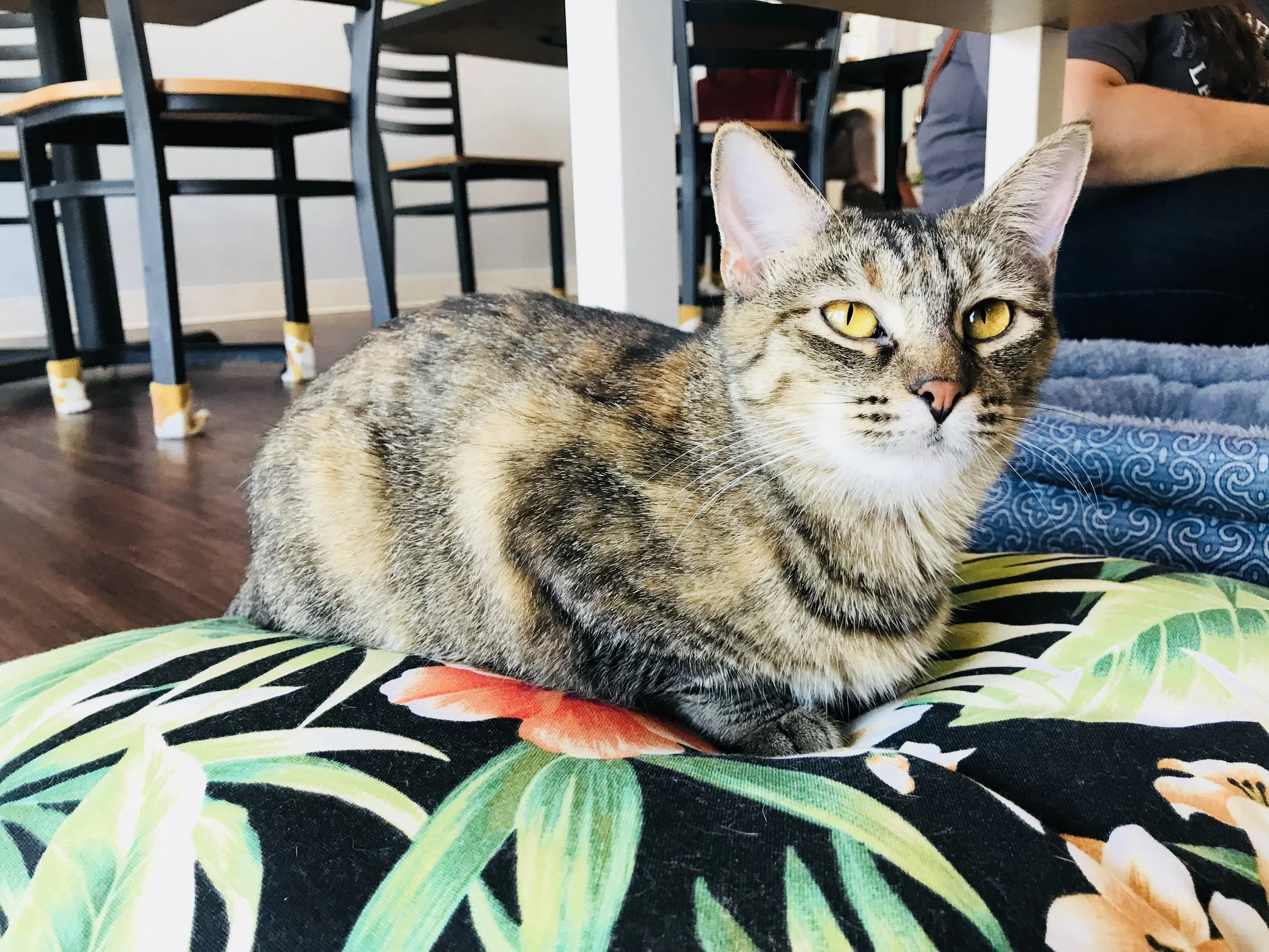 PapasCatCafe-13.jpg