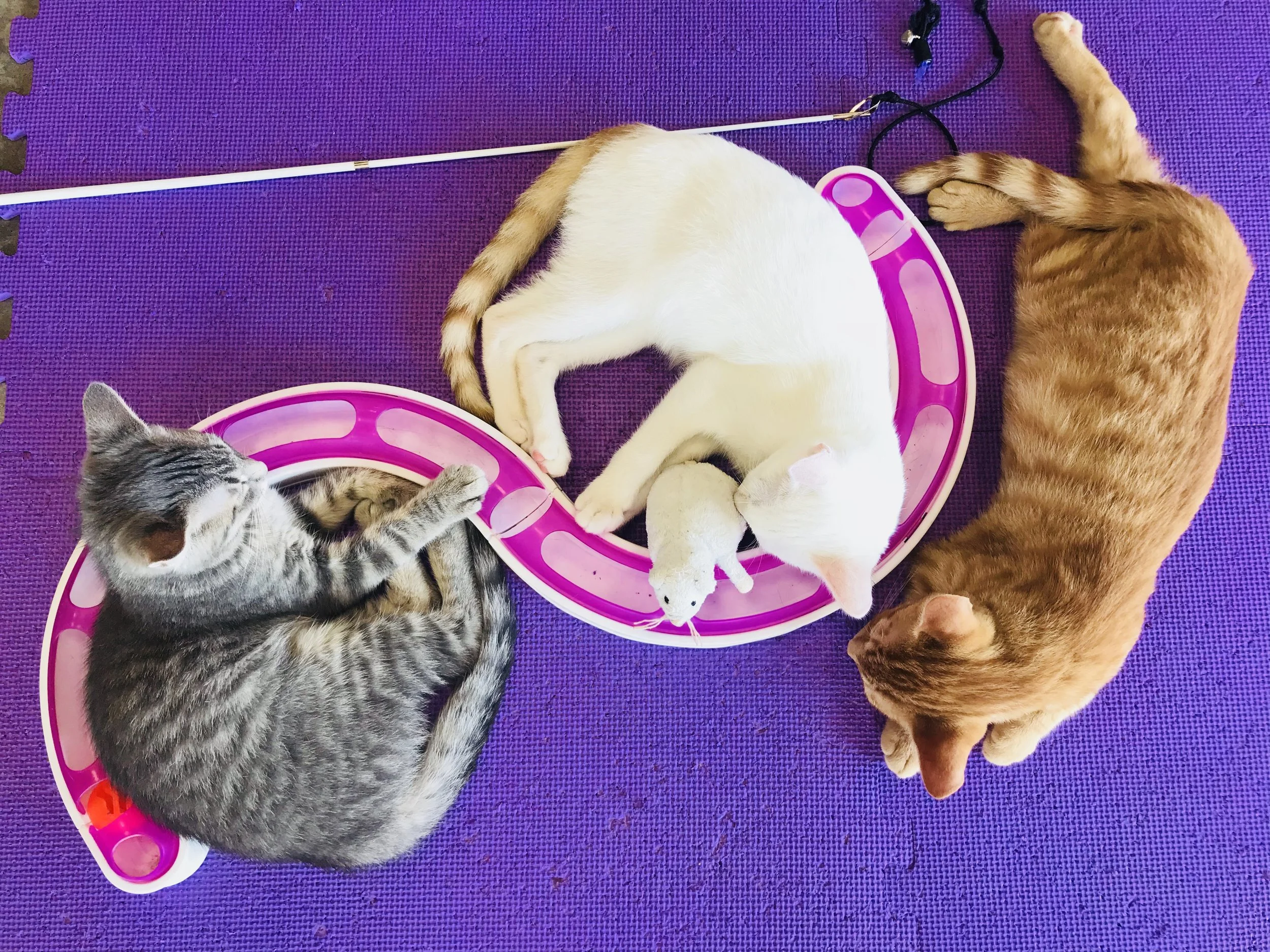 Purr Catfe-42.jpg