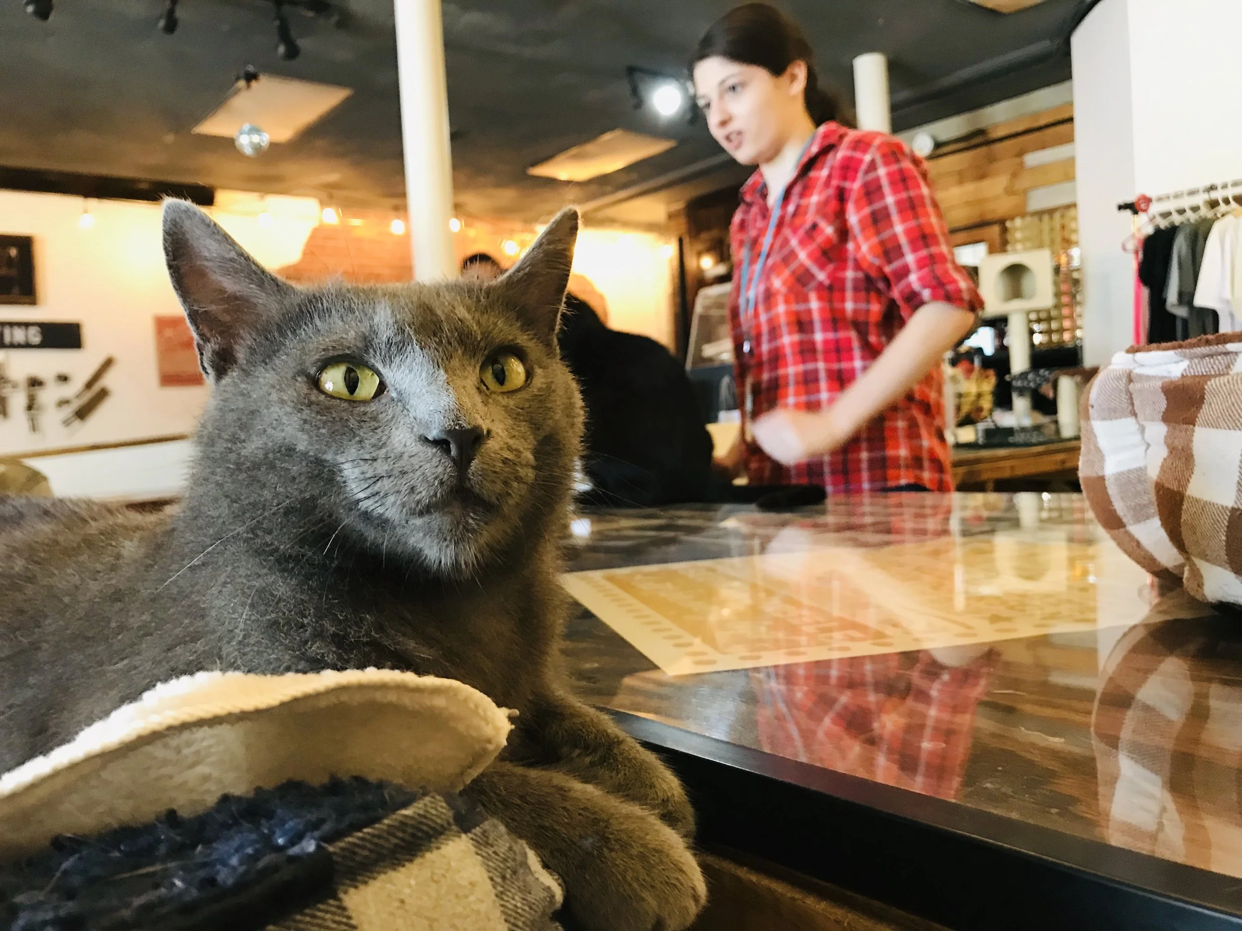 MewsicKitty-43.jpg