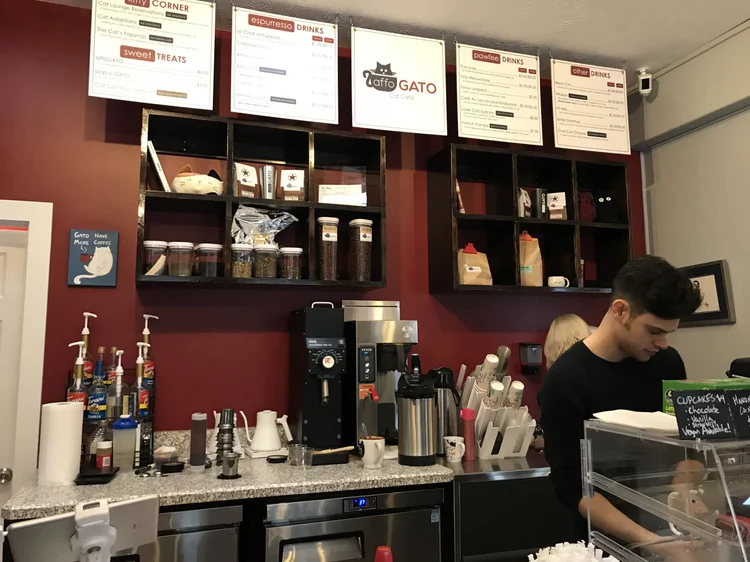 The Cat Cafes Of Ohio The Neighbor S Cat