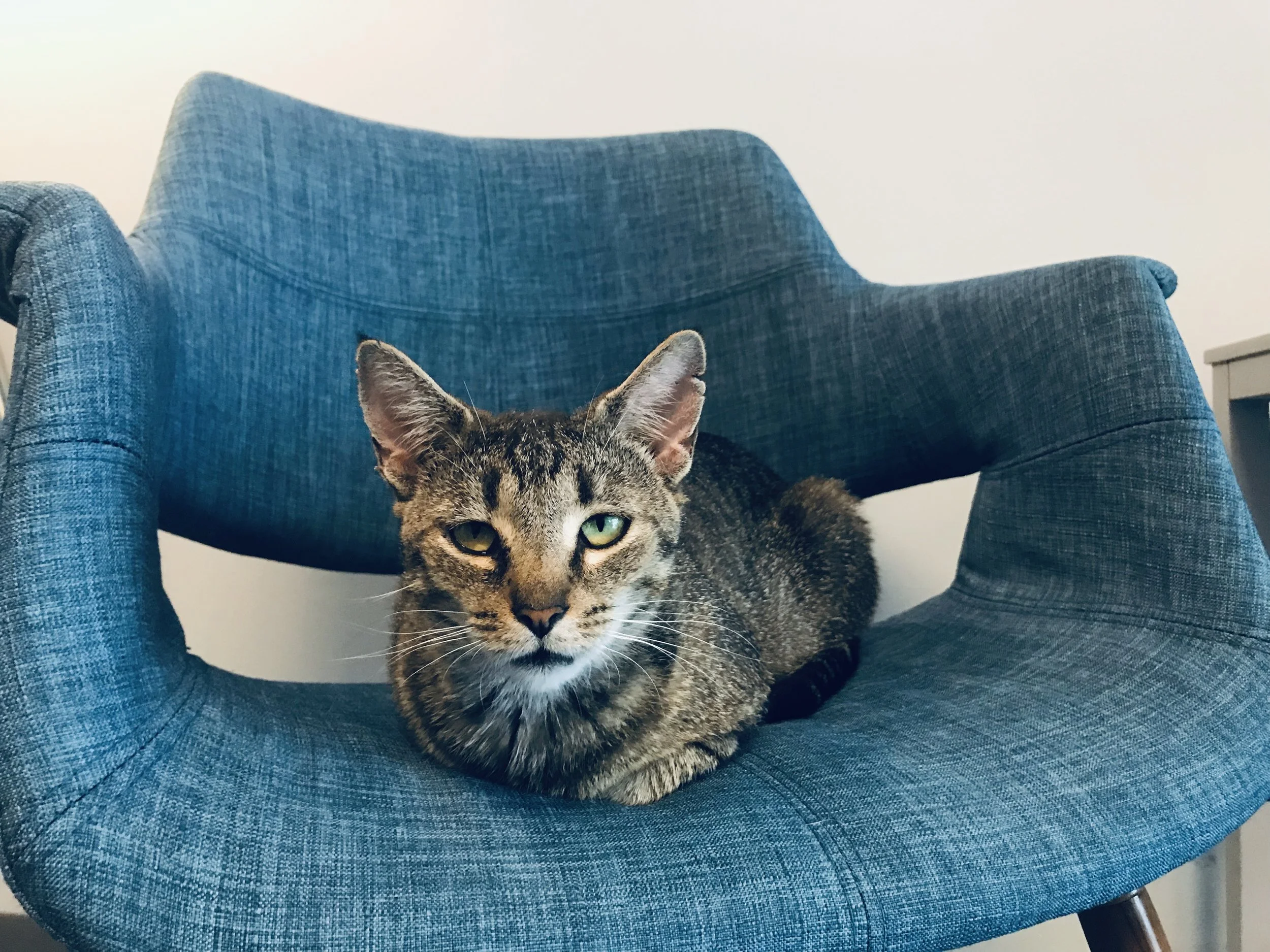 NaughtyCat-17.jpg