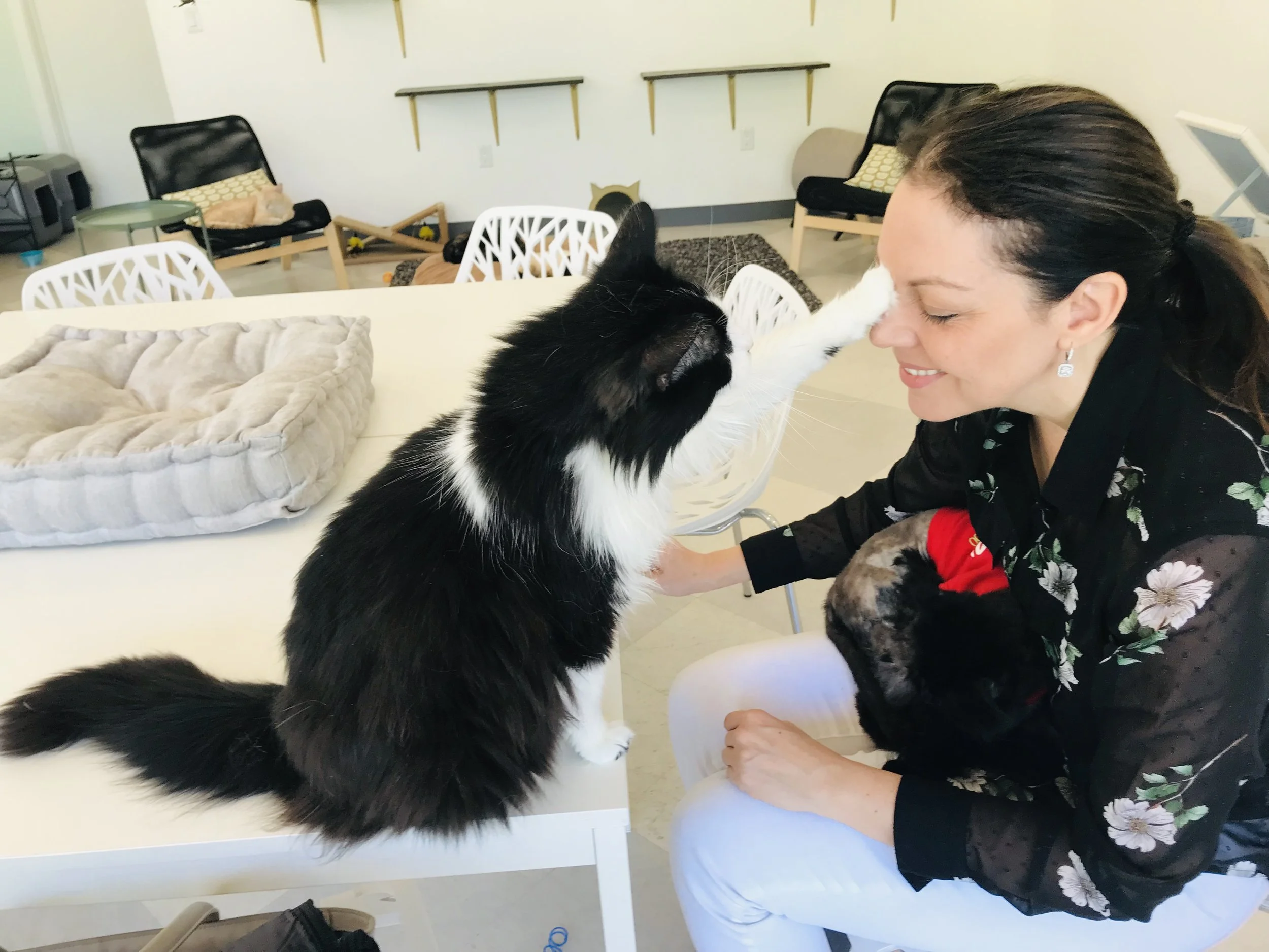 The Cat Cafes of Denver, Phoenix & Salt Lake City (Western USA) — The ...