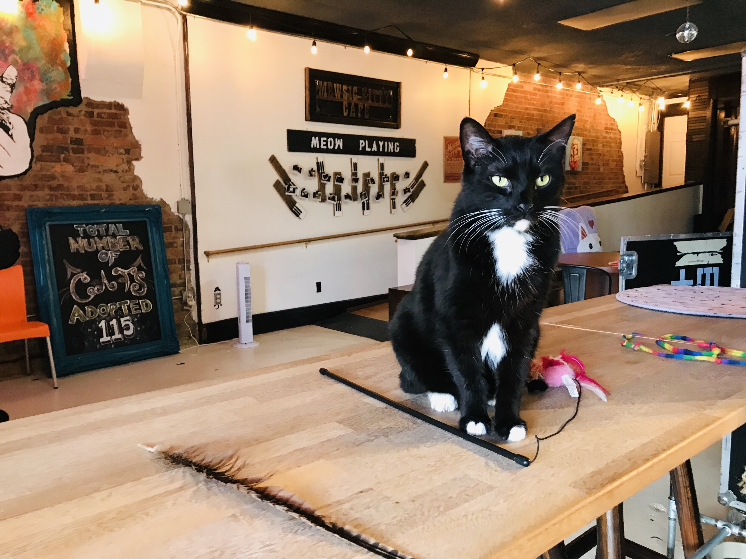 The Cat Cafe — The Neighbor's Cat