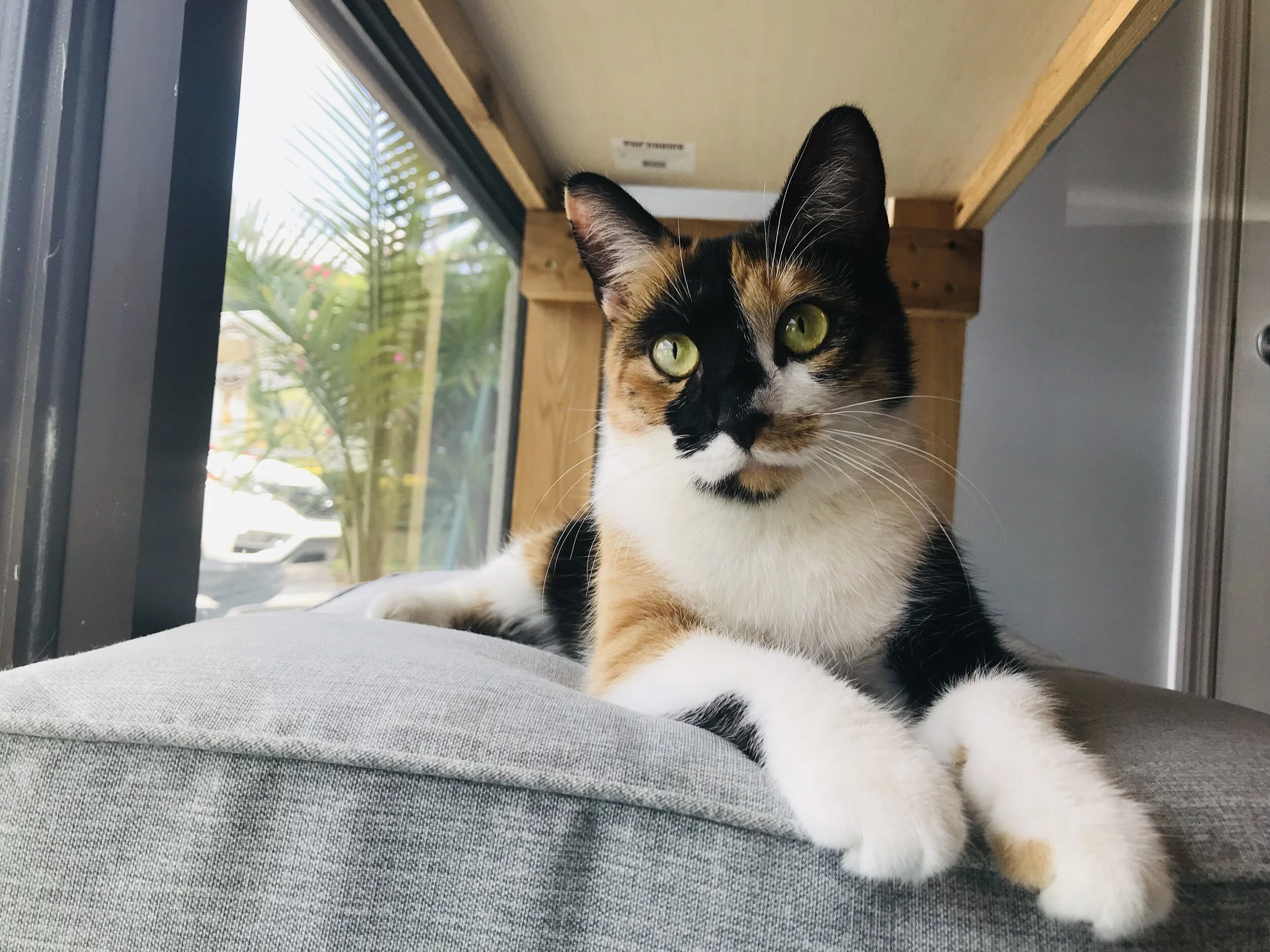 NaughtyCat-25.jpg