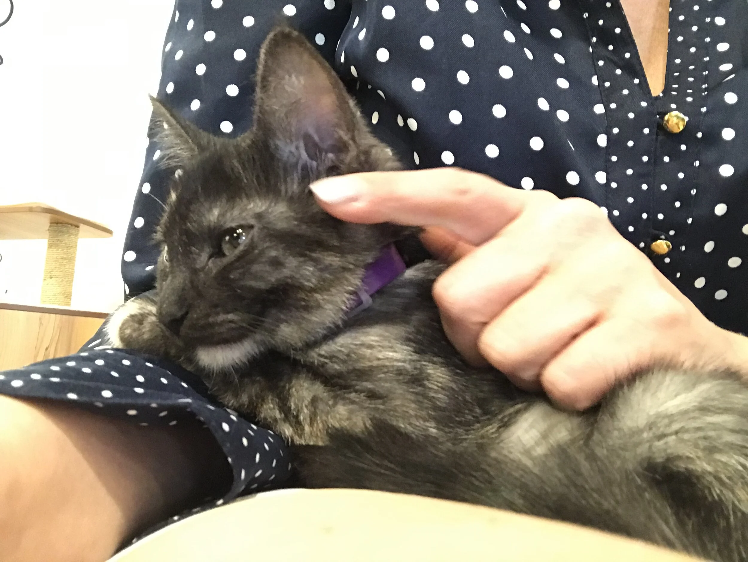 Catfeine -26.jpg