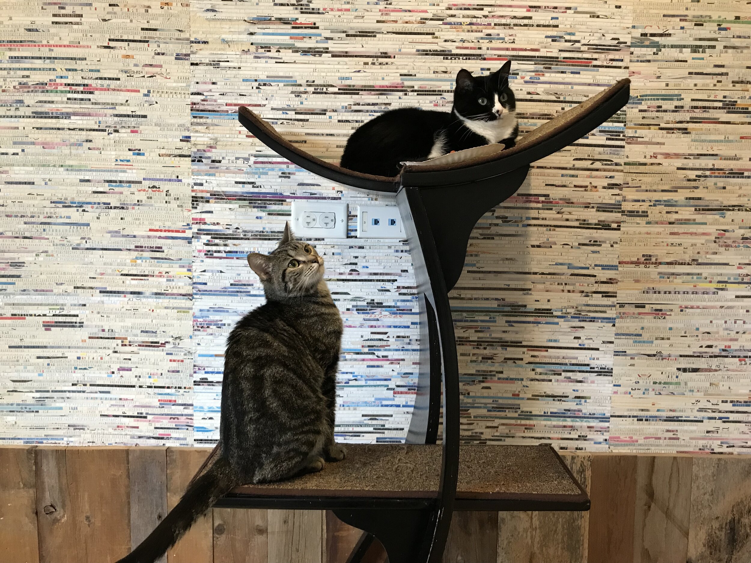 Chicago Cat Rescue