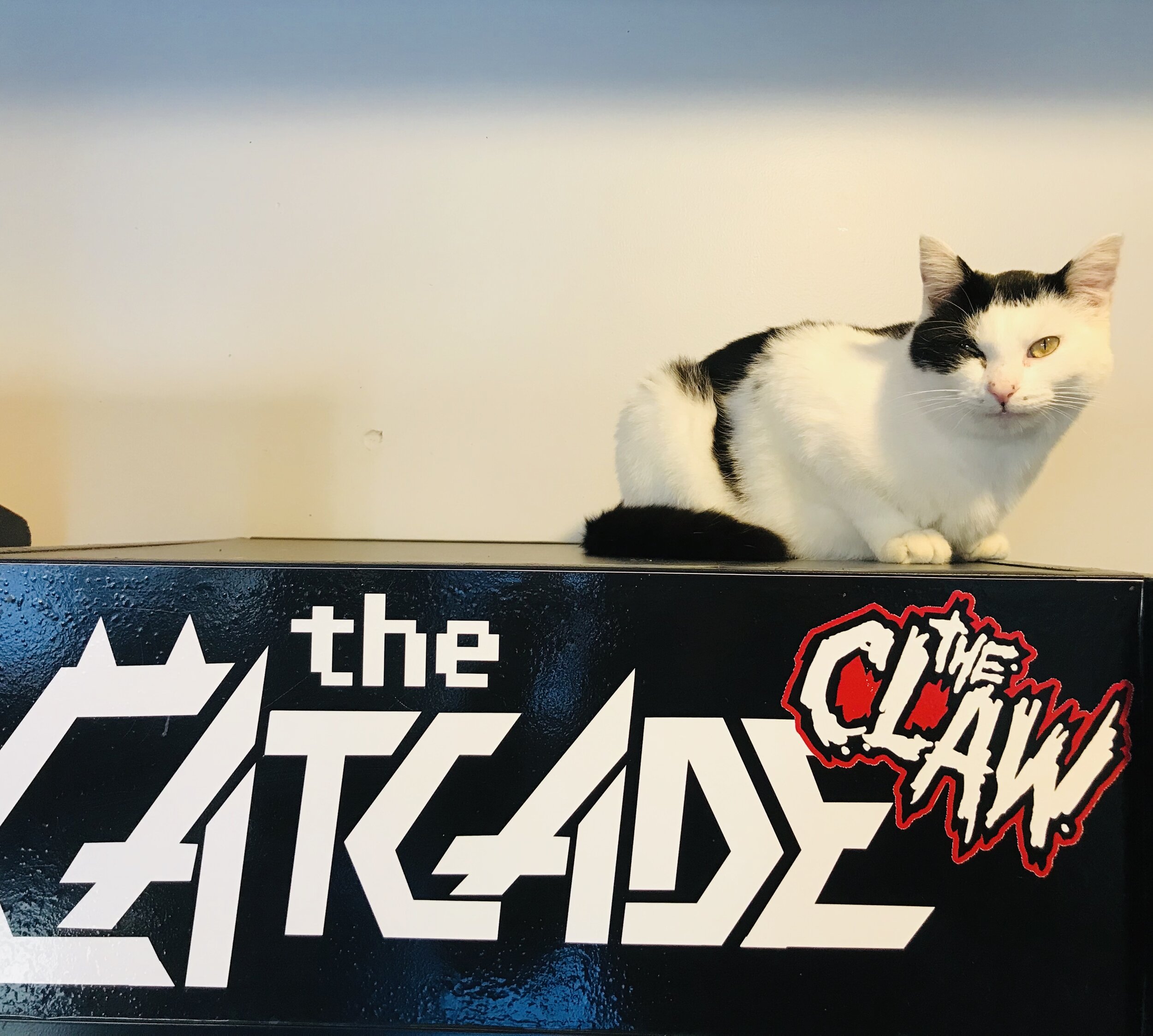 Catcade Part II-39.jpg