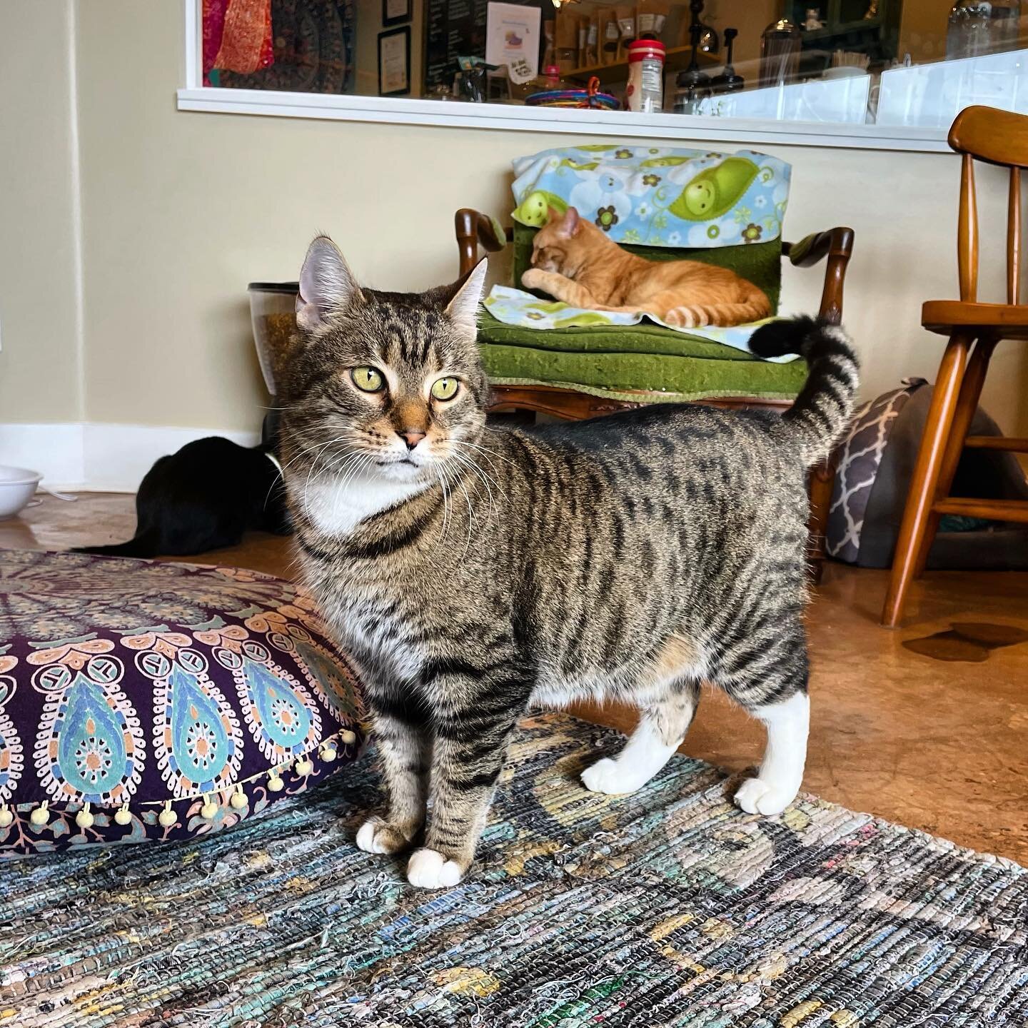 The Cat Cafe — The Neighbor's Cat