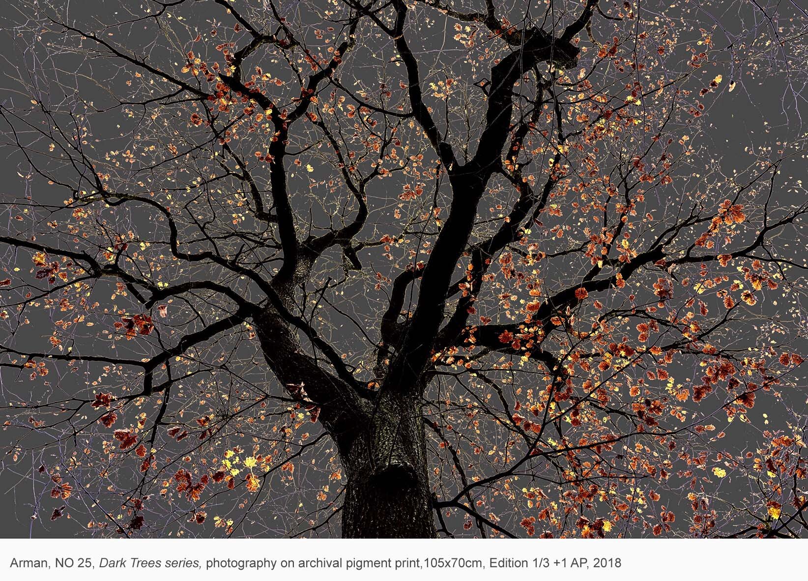 ArmanN°25, Dark Trees series, photography on archival pigment  print, 105x70 cm, Edition 1%2F3 + 1 AP,  2018.jpg
