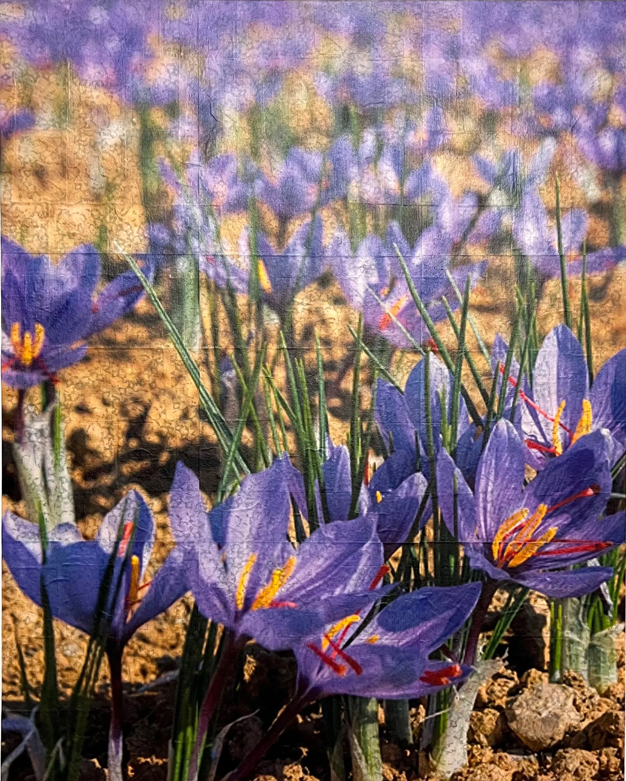 smallSaffronFlowers.jpg