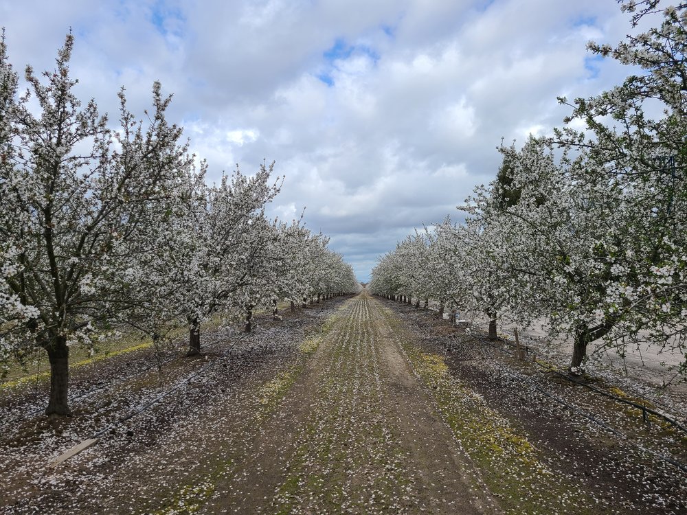 Orchard full of rows of blossom trees