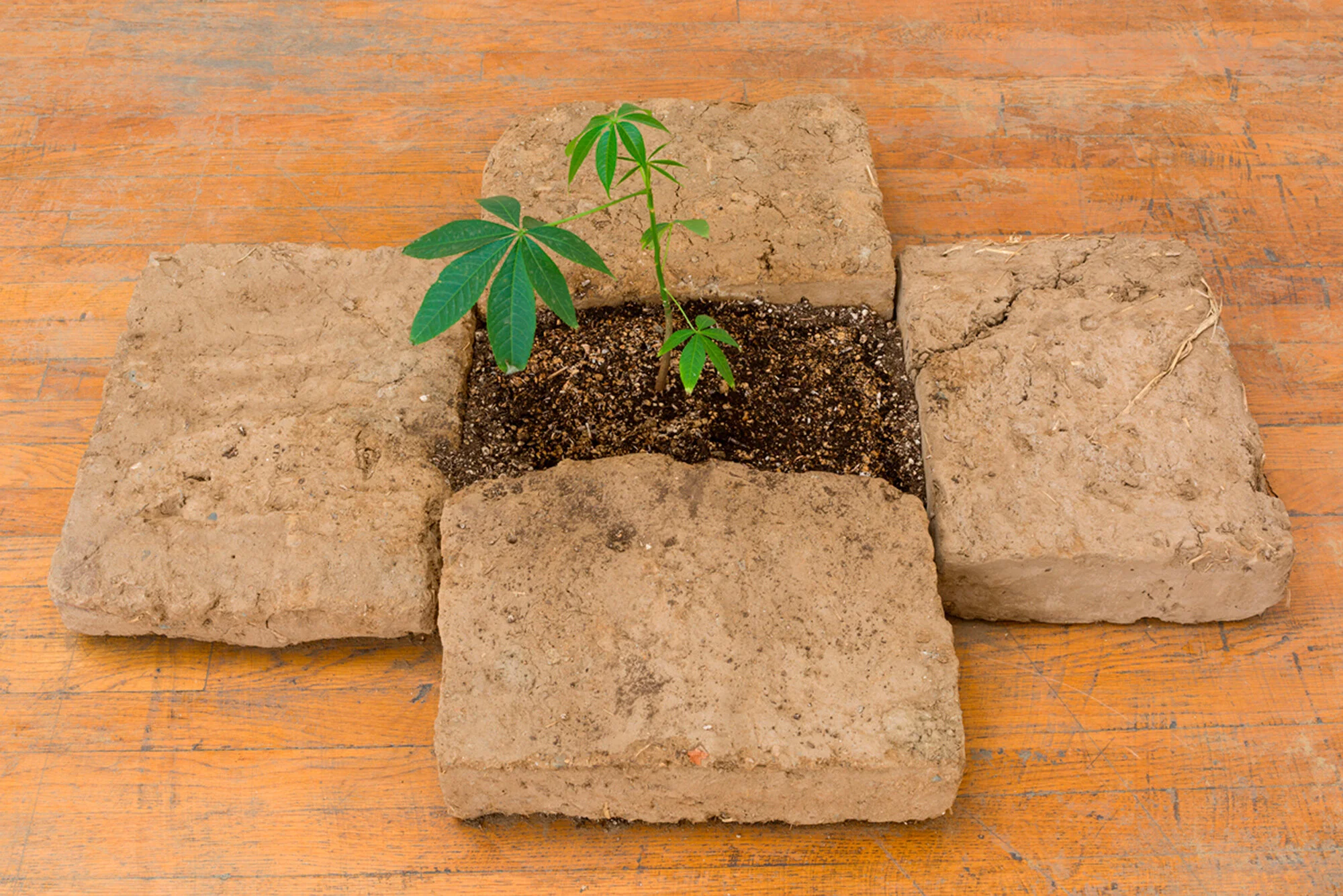  Beatriz Cortez and rafa esparza,  Portal 2 , 2021, Adobe, ceiba tree, soil, 18 x 31 x 41 inches.  