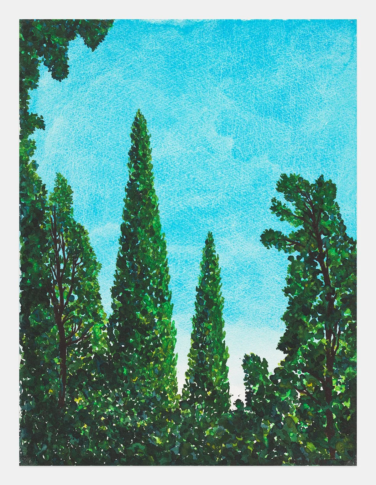 Miguel Ferrando, Untitled (Italian Cypress) , 1995, Watercolor and gouache on paper, 15 x 11 inches. Photo credit: Christopher Burke Studios.
