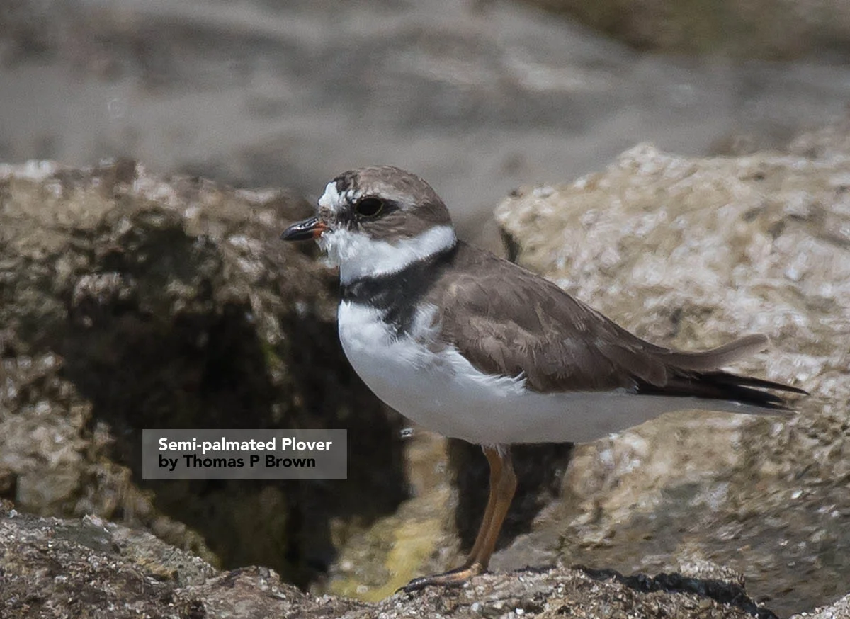 Semi-palmated plover.jpg