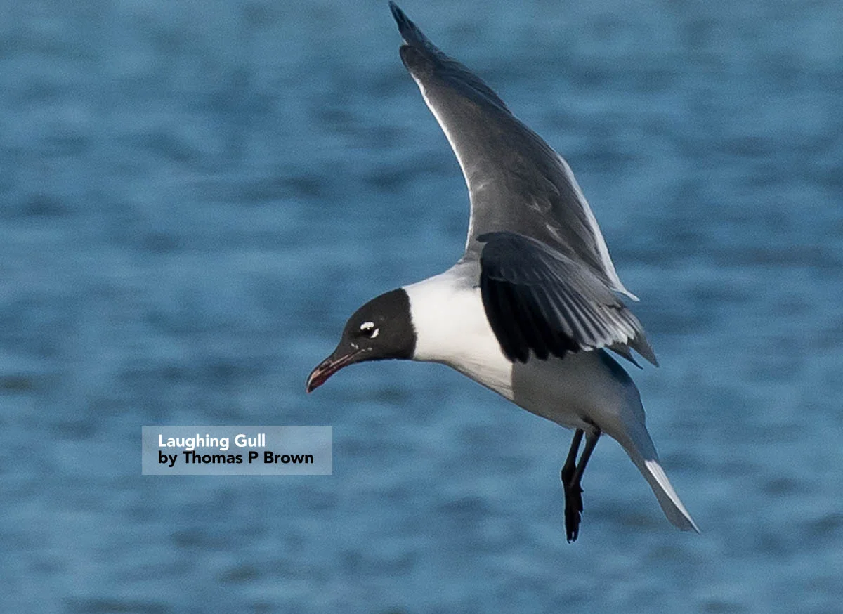Laughing Gull.jpg