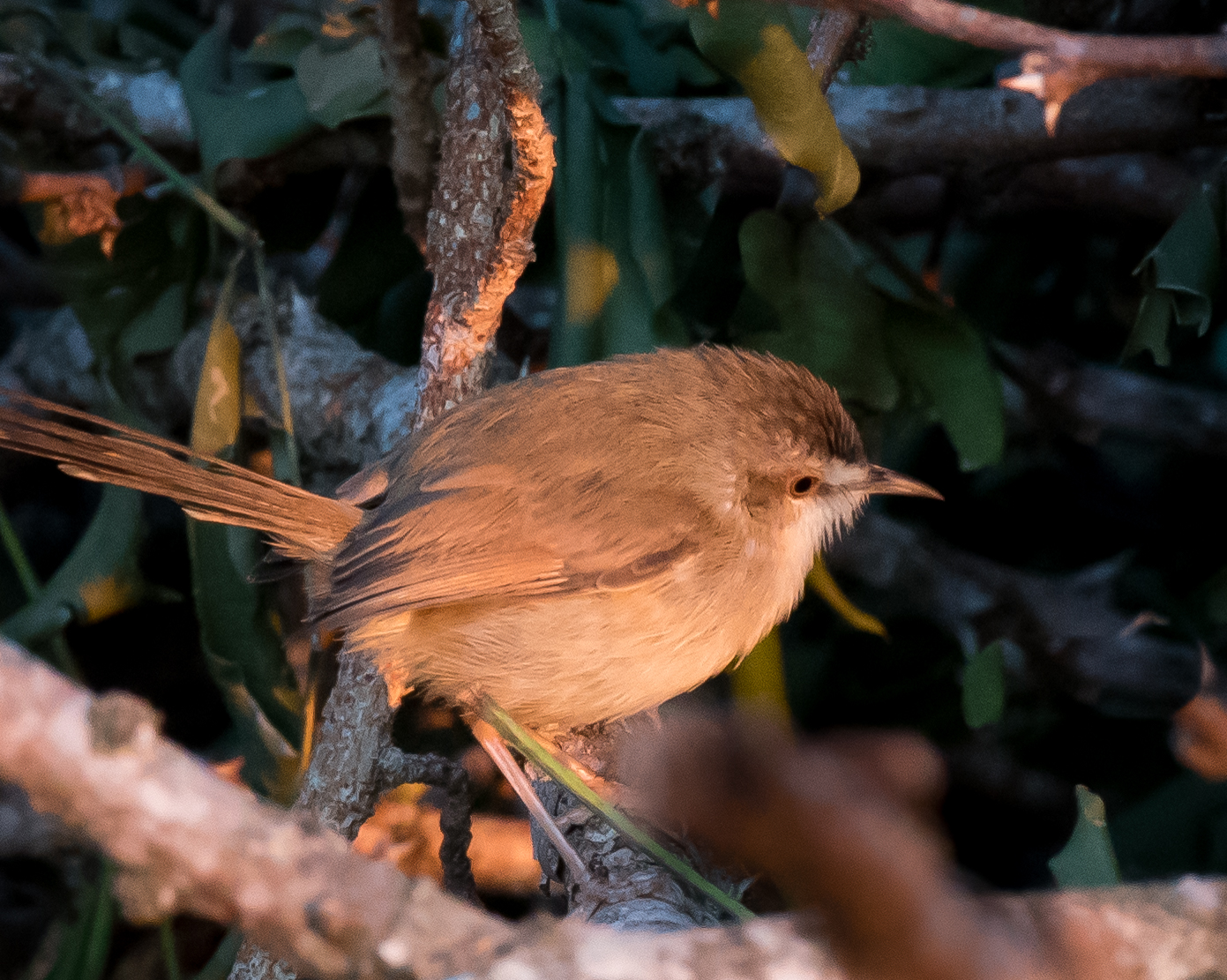 African Reed Warbler