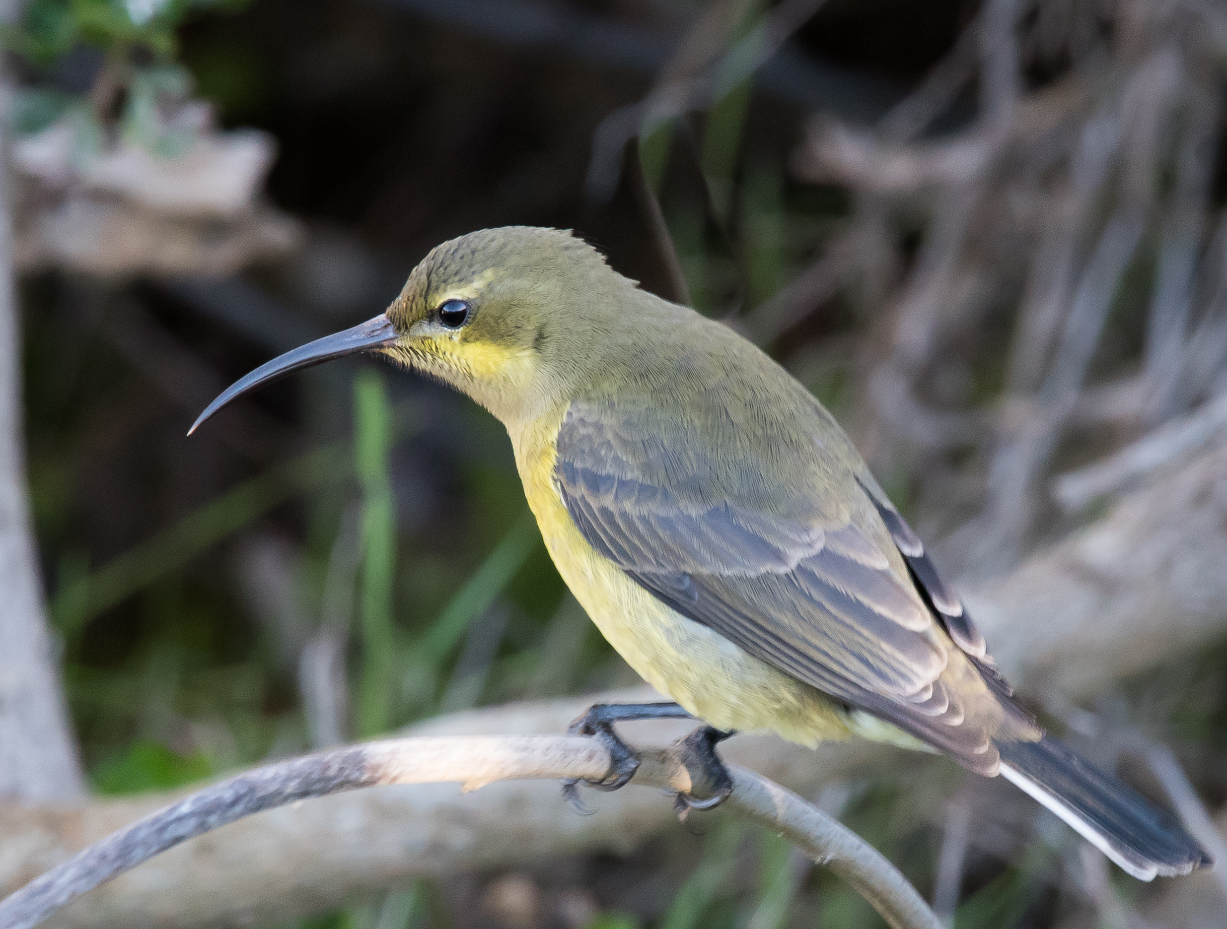 Amethyst Sunbird
