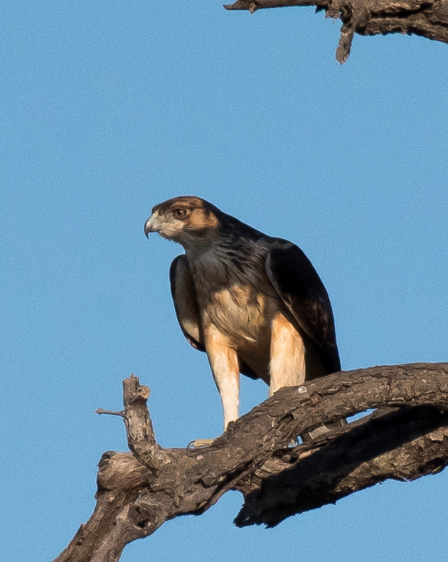 Ayre's Eagle-hawk