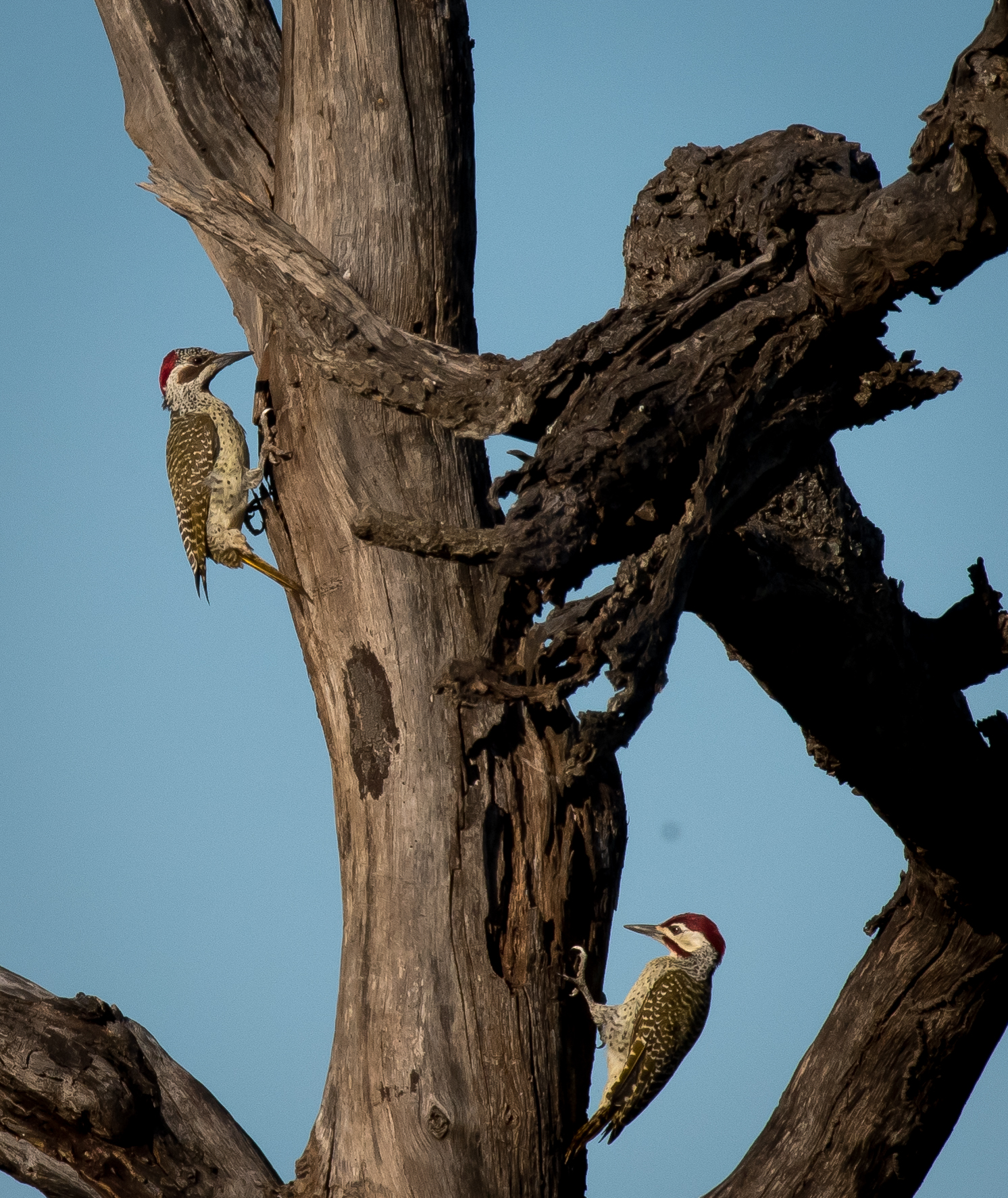 Bennet's Woodpeckers