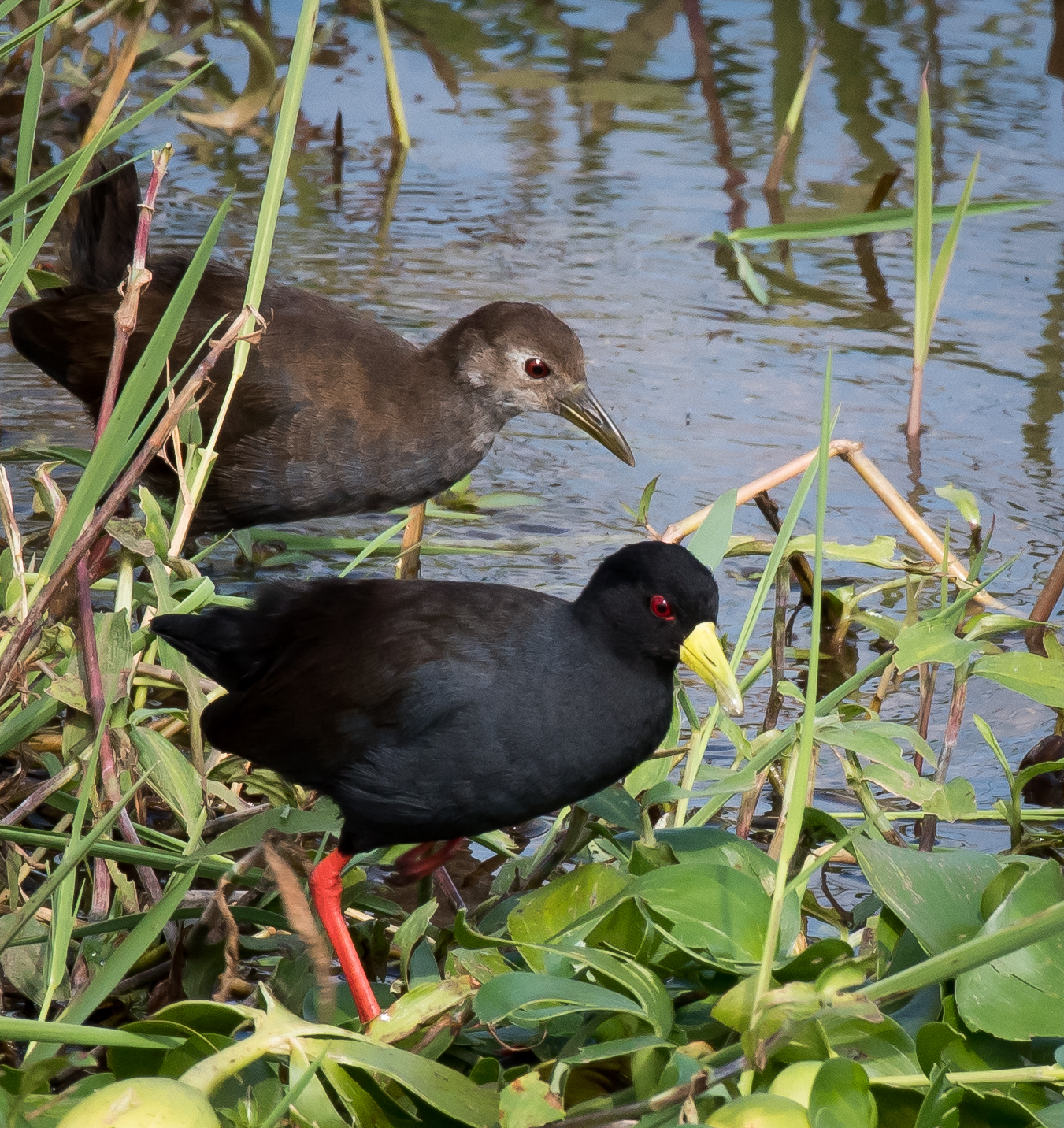 Black Crake