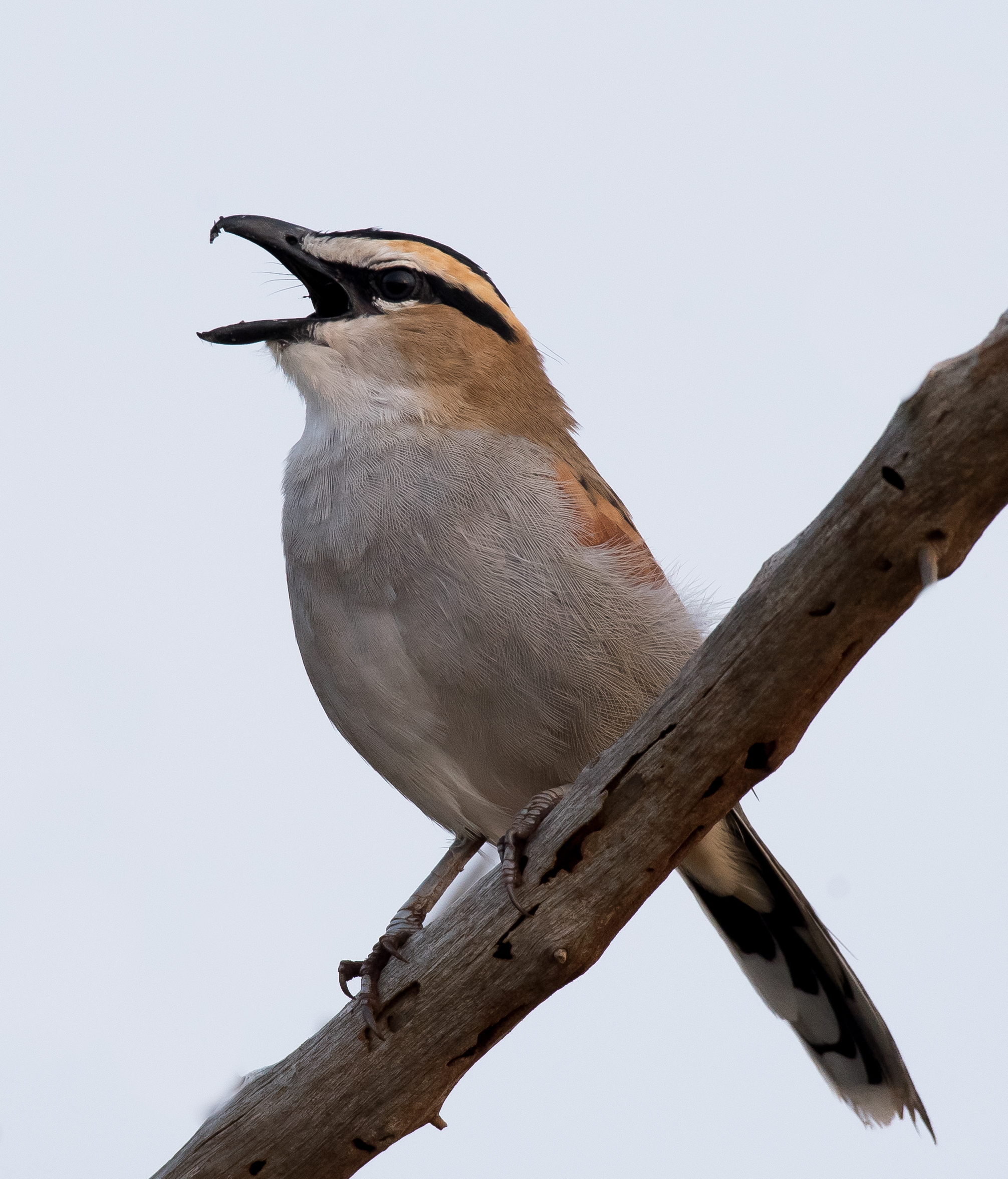 Black-crowned Tchanga