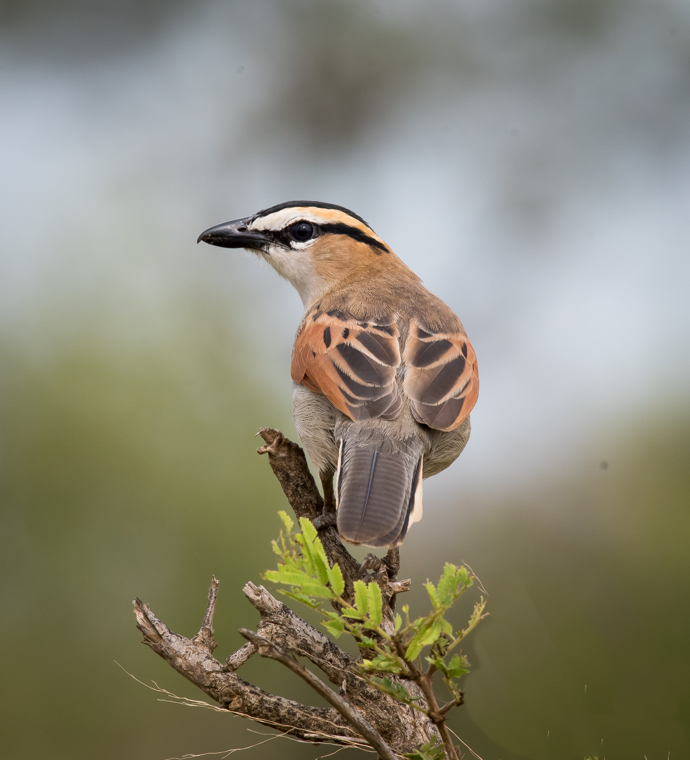 Black-crowned Tchanga