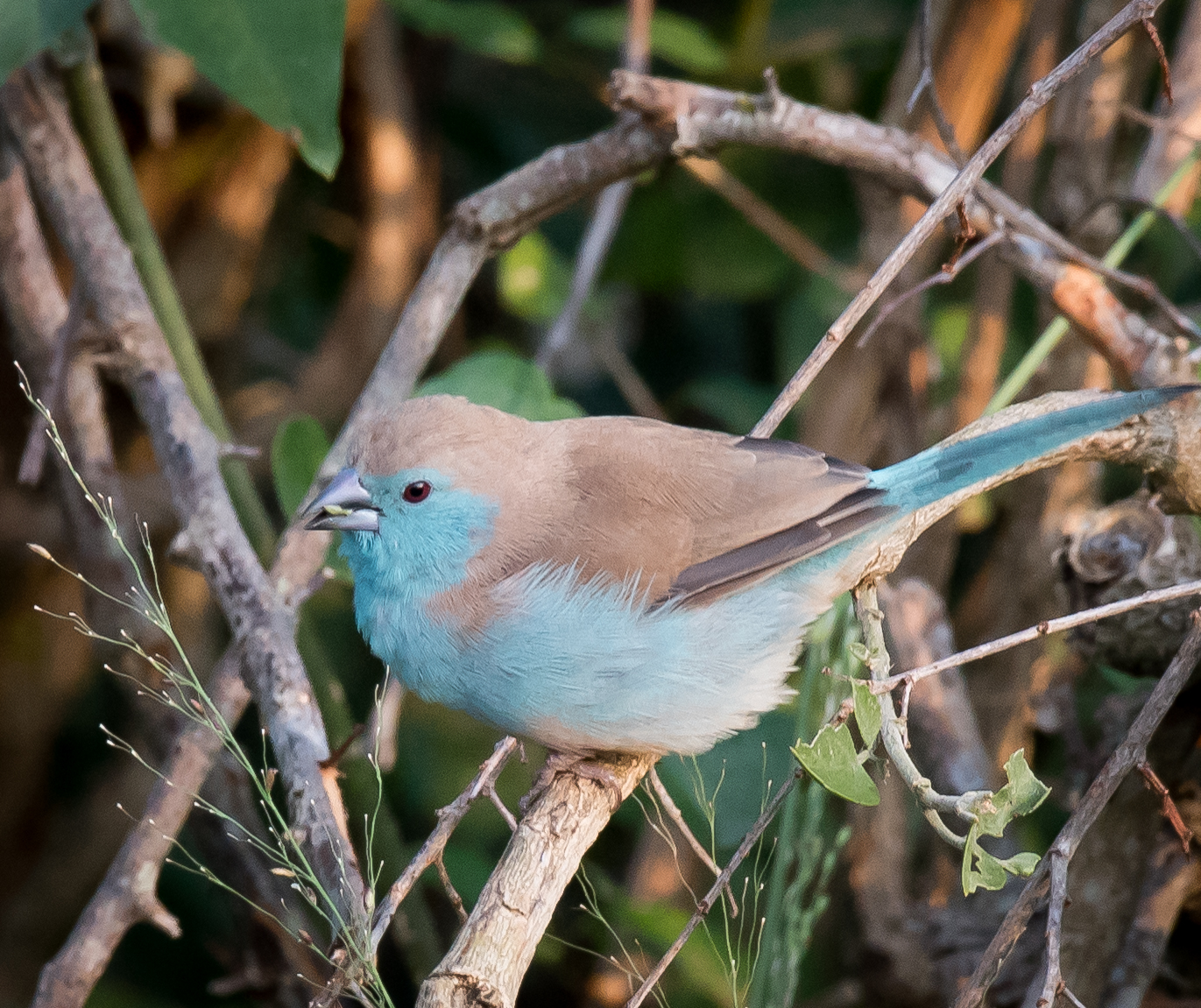 Blue Waxbill