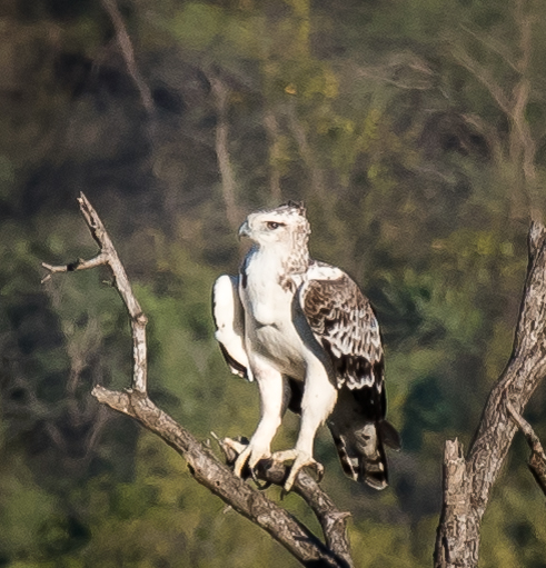 Booted Eagle