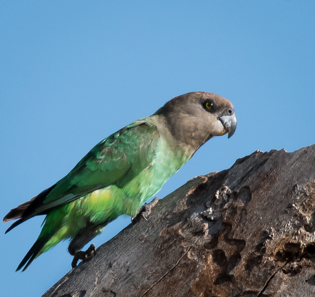 Brown-headed Parrot