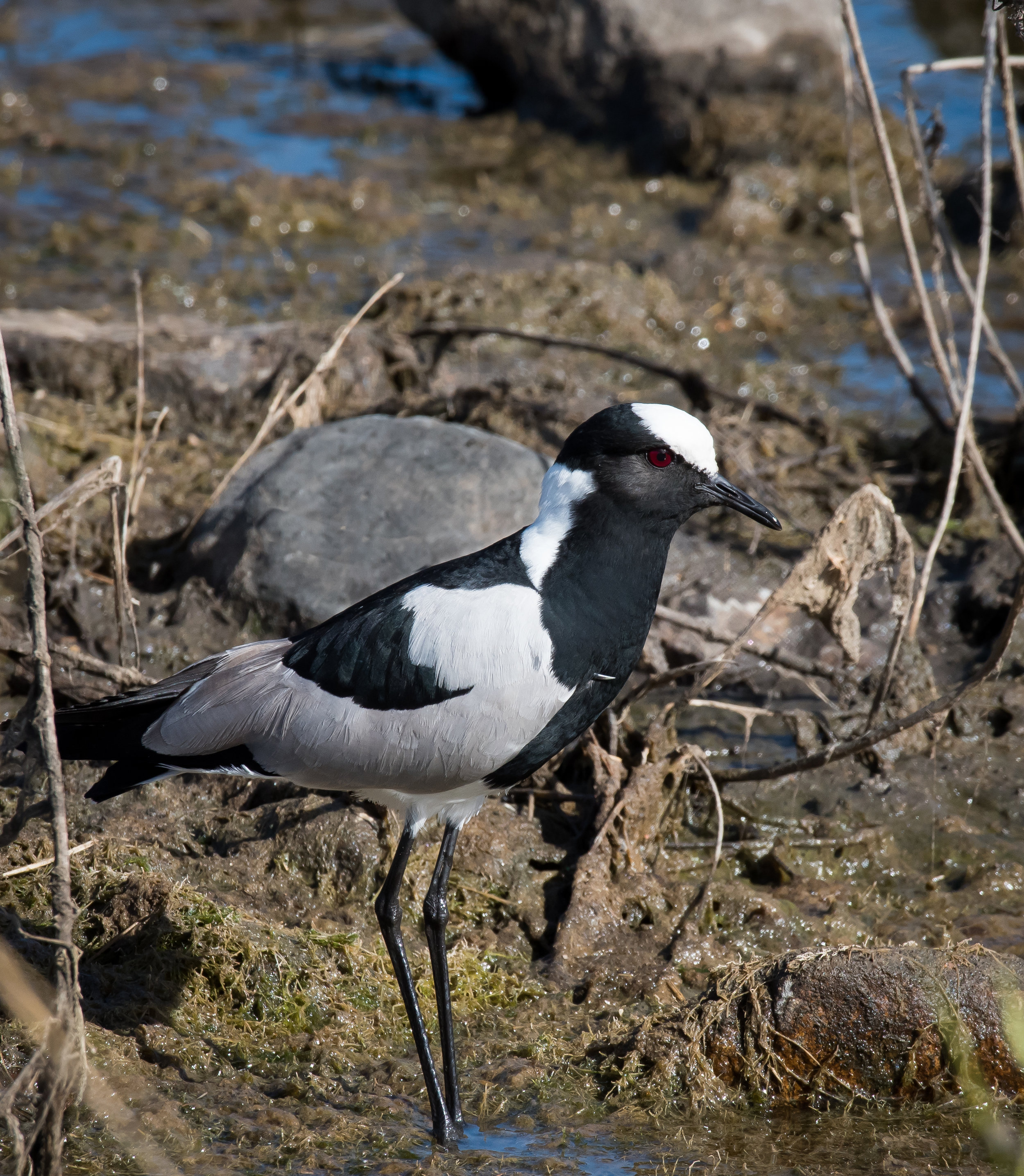 Blacksmith Lapwing