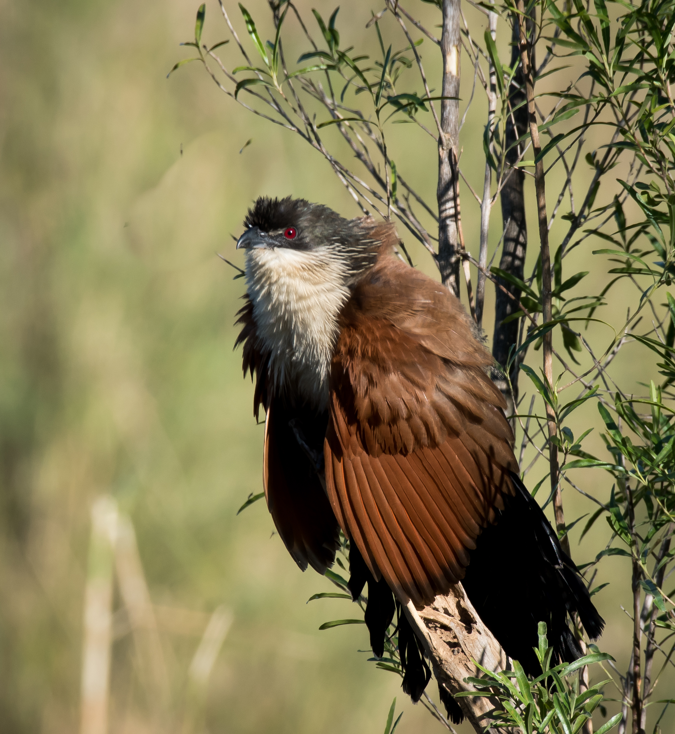 Burchell's Coucal