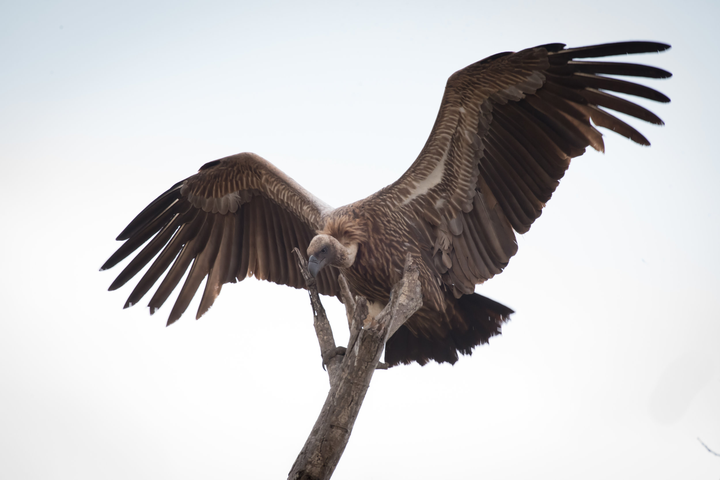 Cape Vulture