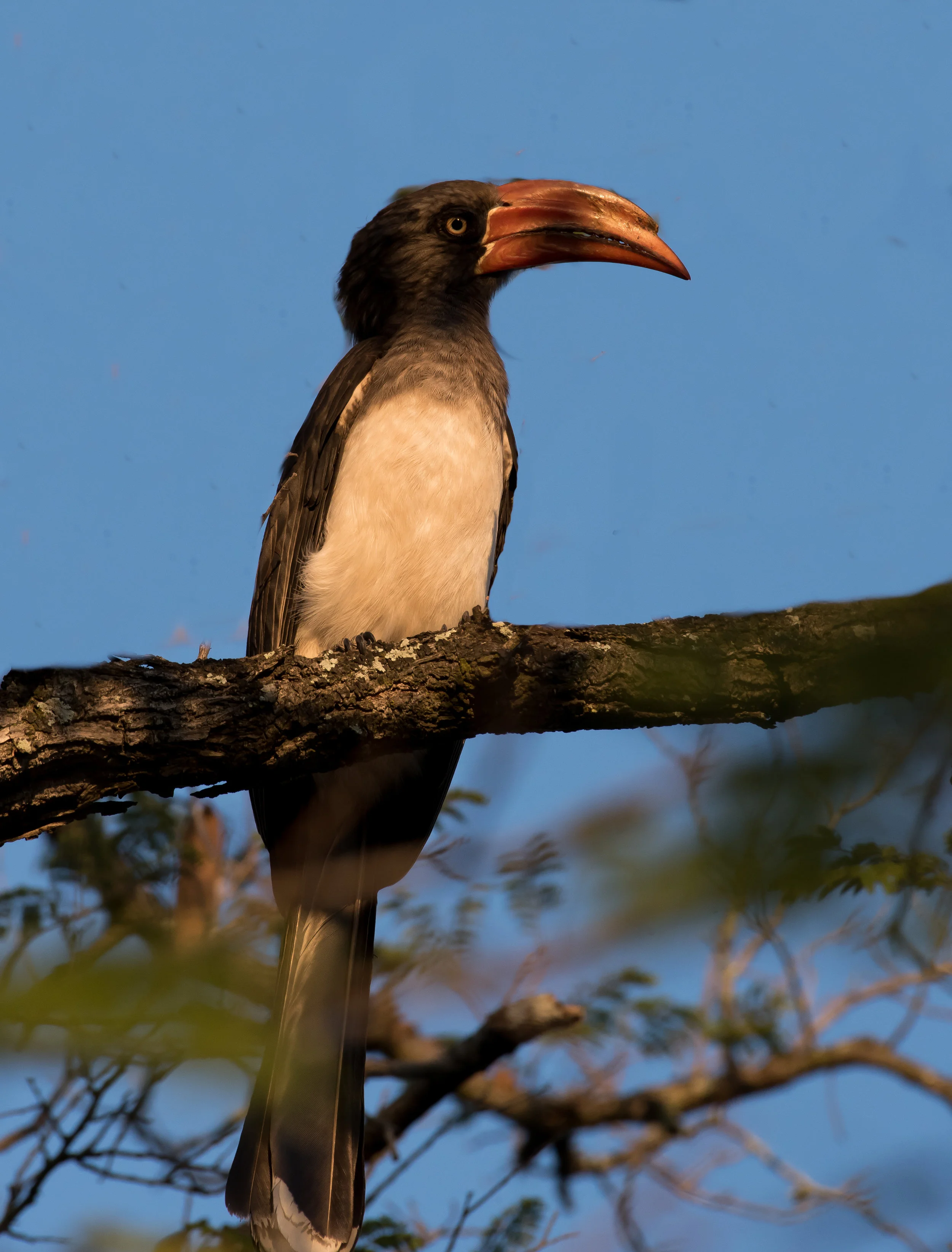 Crowned Hornbill (1 of 1).jpg