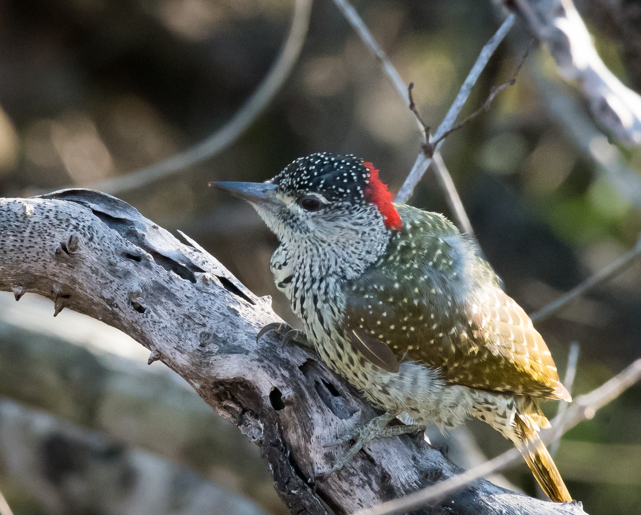 Golden-tailed Woodpecker (1 of 1).jpg