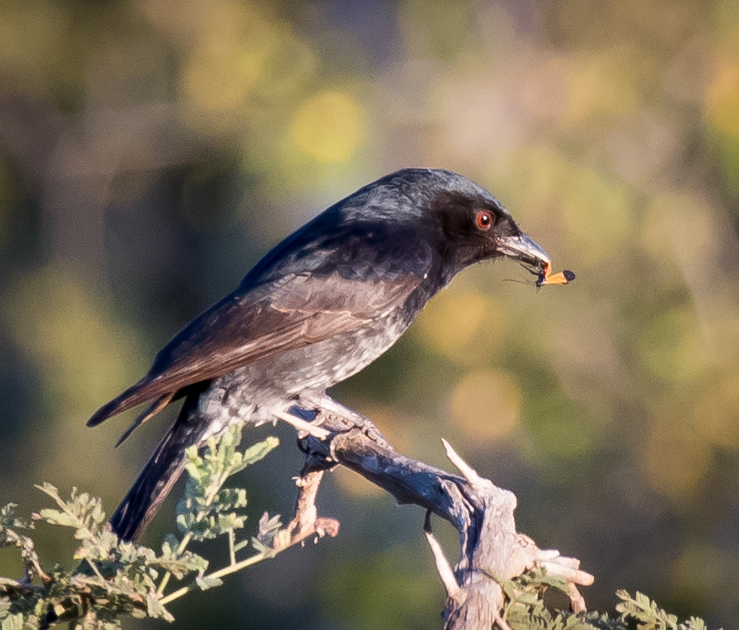 Greater Blue-eared Starling (1 of 1).jpg