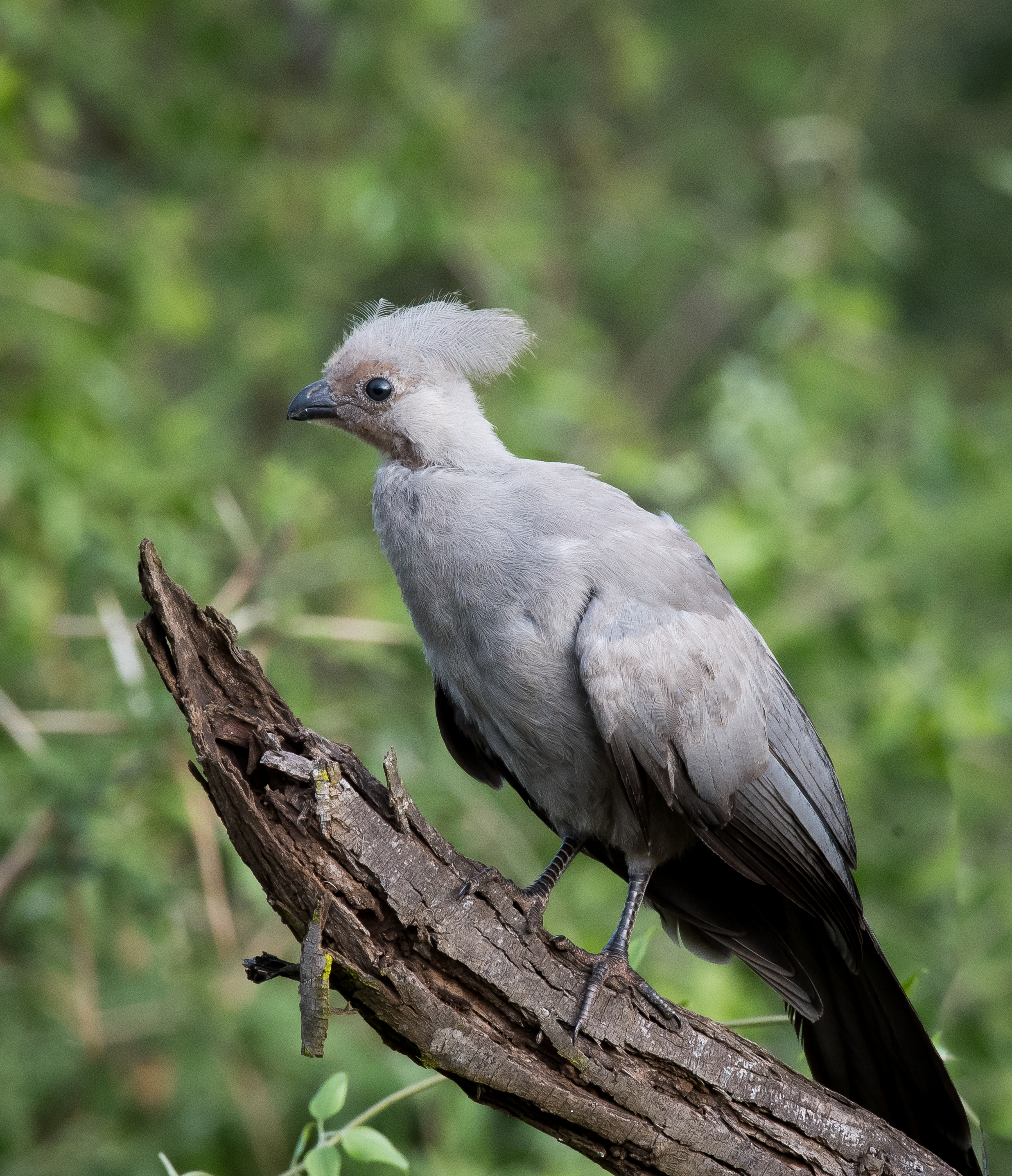 Gray Go-away Bird (1 of 1).jpg