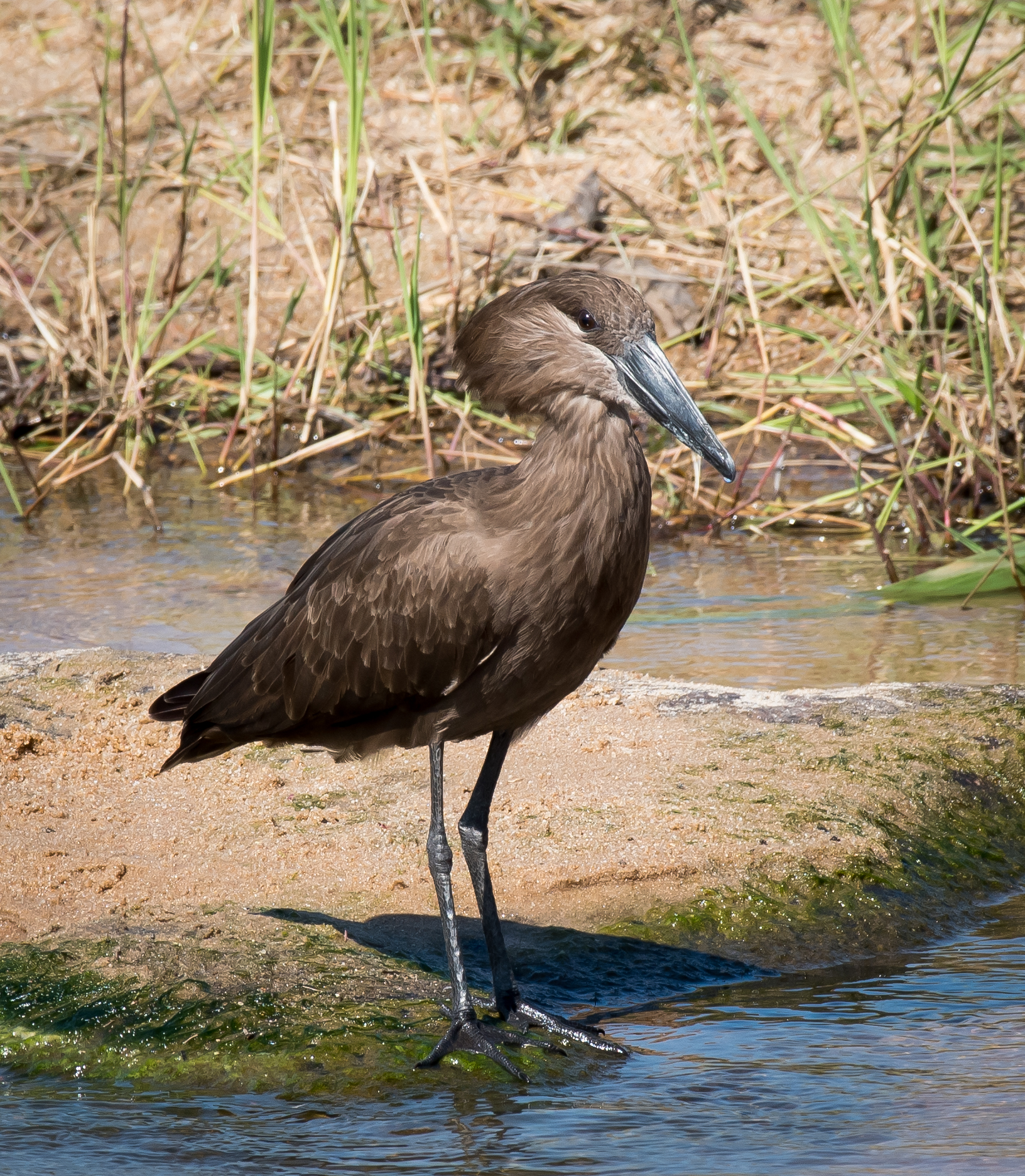 Hammerkop (1 of 1).jpg