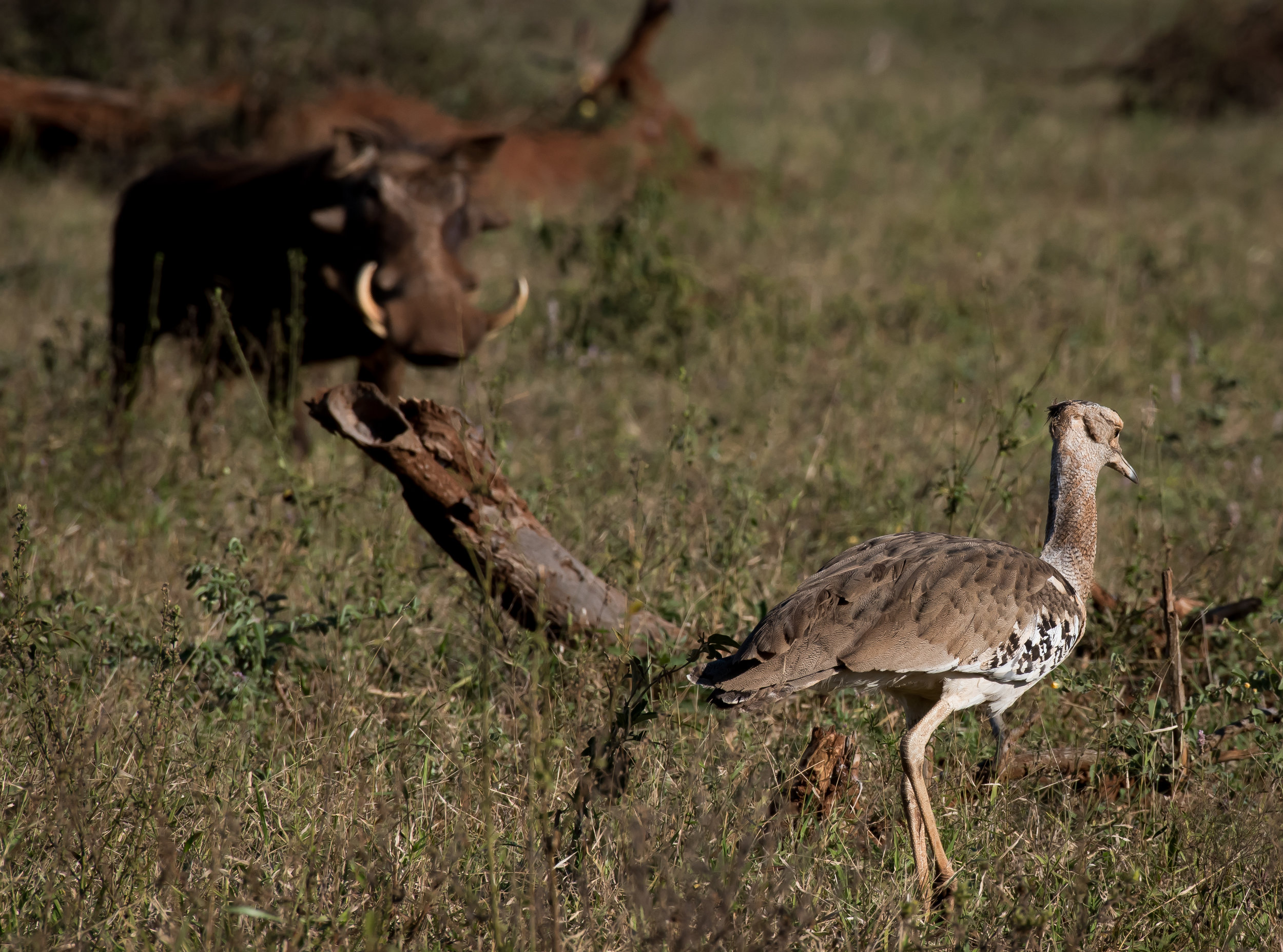 Kori Bustard photobomb (1 of 1).jpg