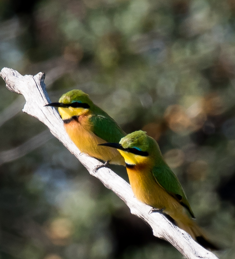 Little Bee Eaters (1 of 1).jpg