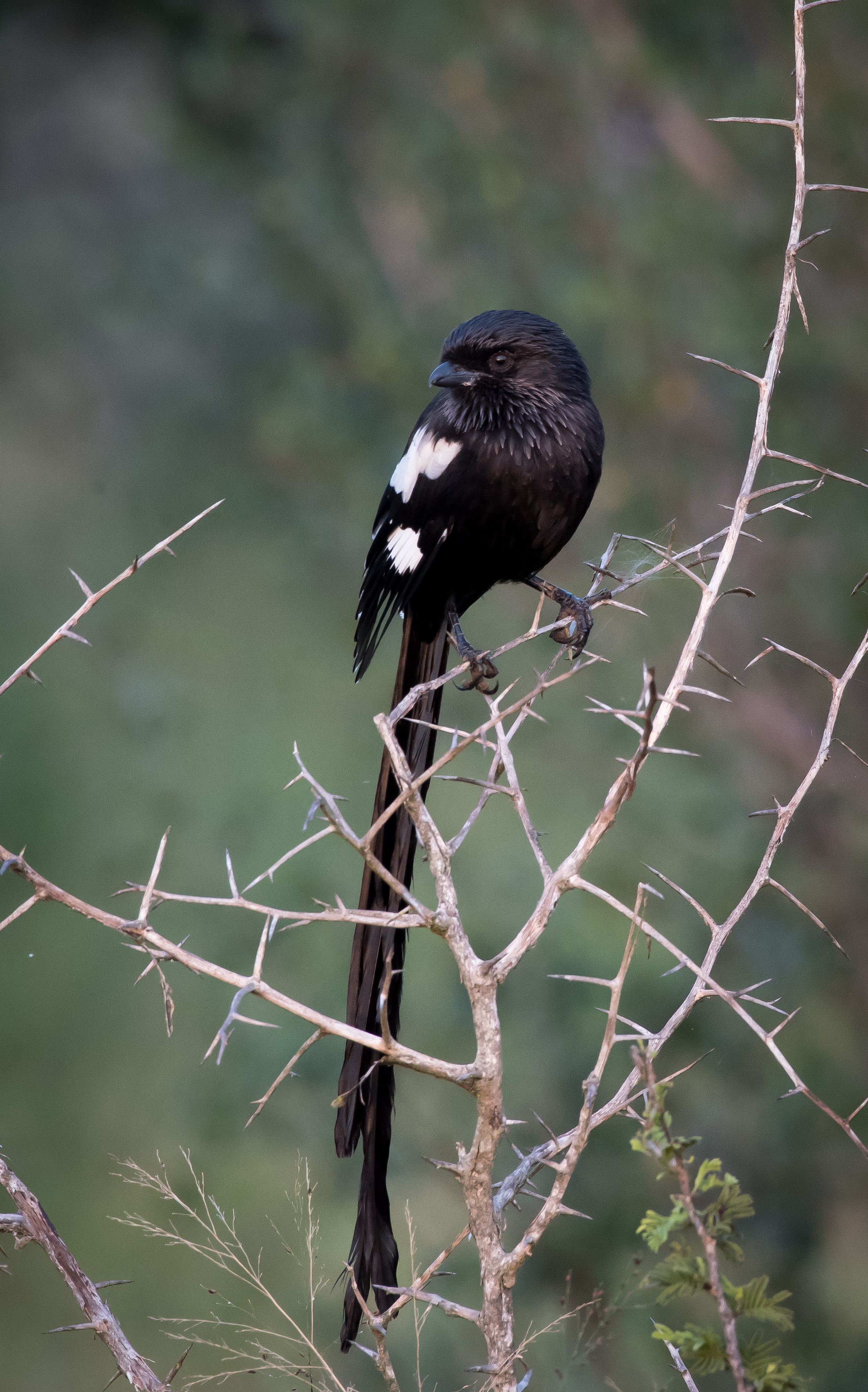 Magpie Shrike (1 of 1).jpg