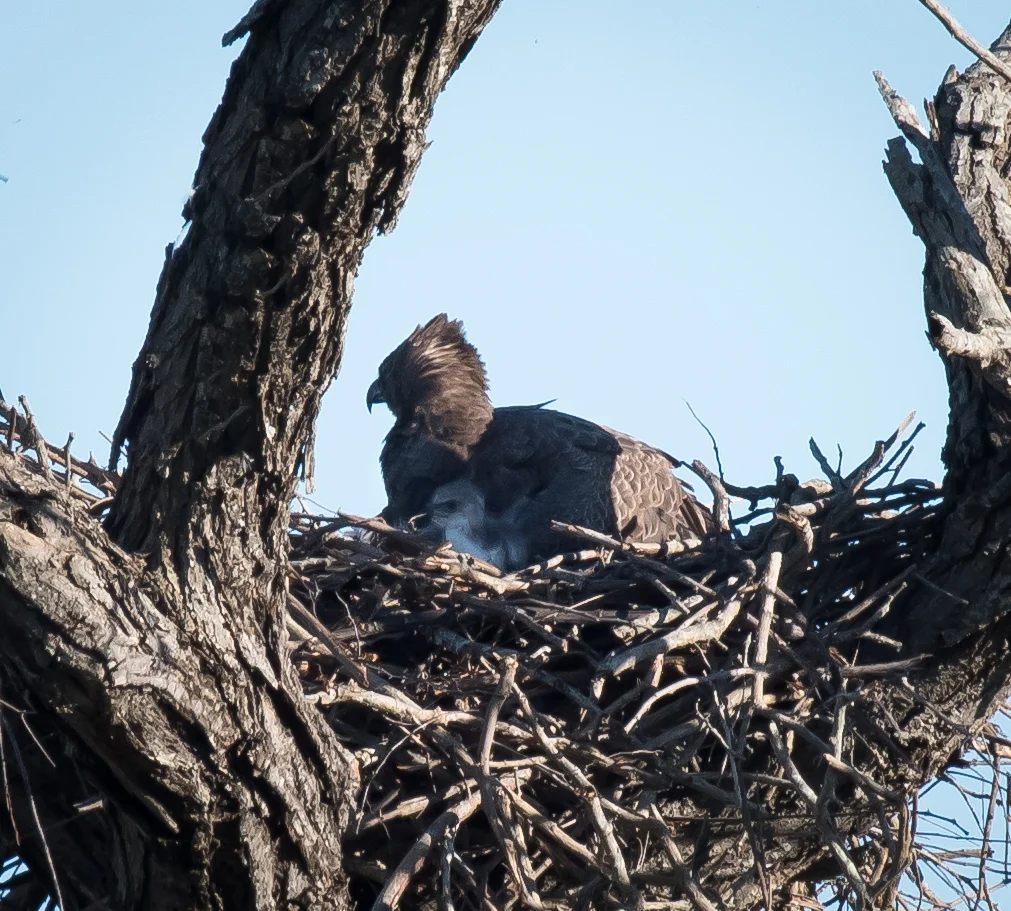 Marshall Eagle with baby (1 of 1).jpg