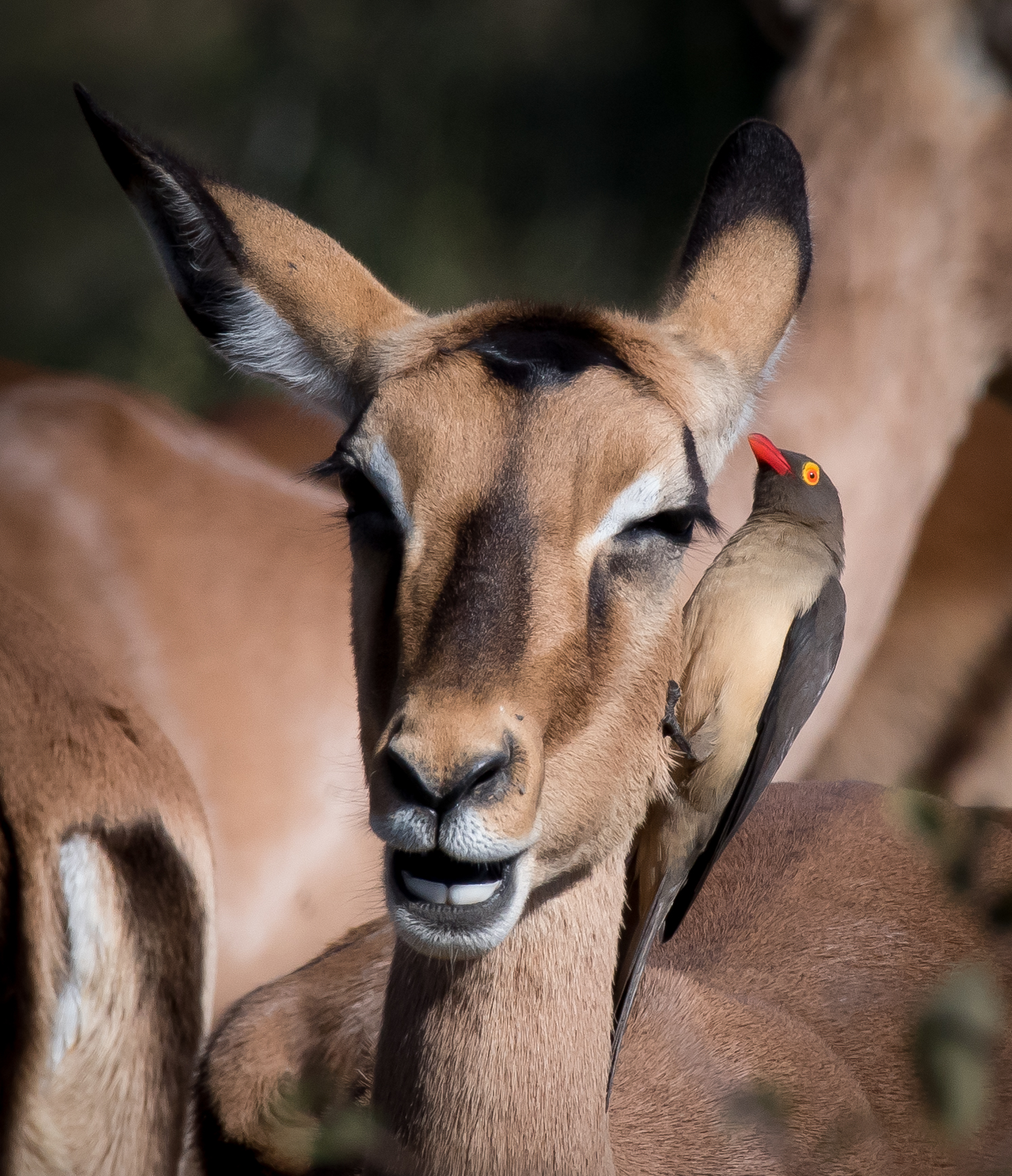 Red-billed Oxpecker passing secrets (1 of 1).jpg