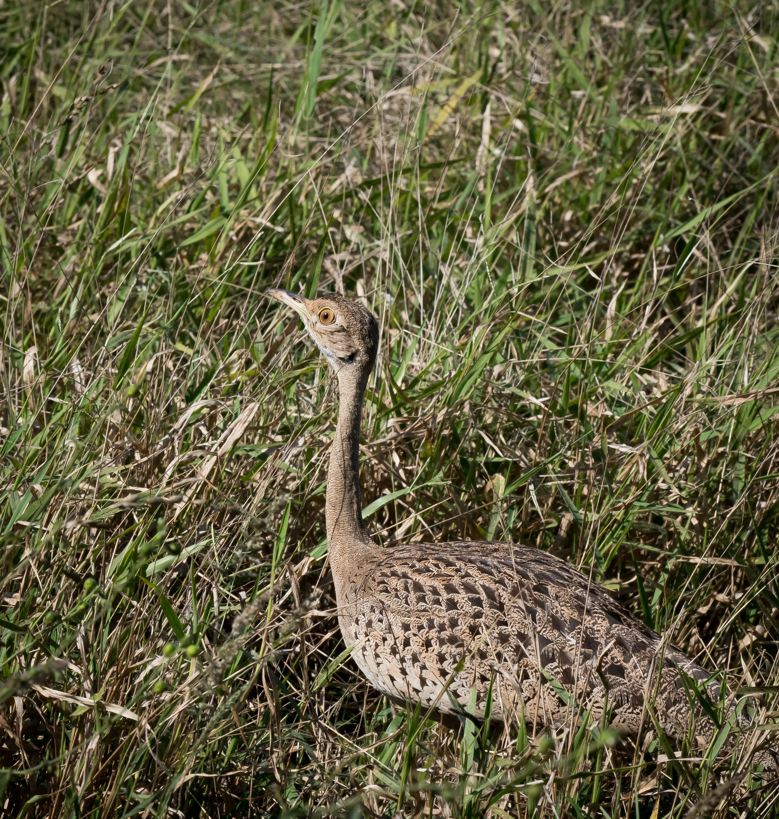 Red-crested Korhan (1 of 1).jpg