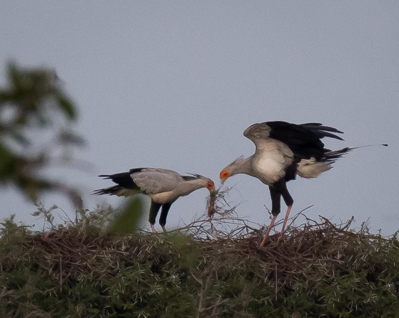 Secetarybird on nest (1 of 1).jpg