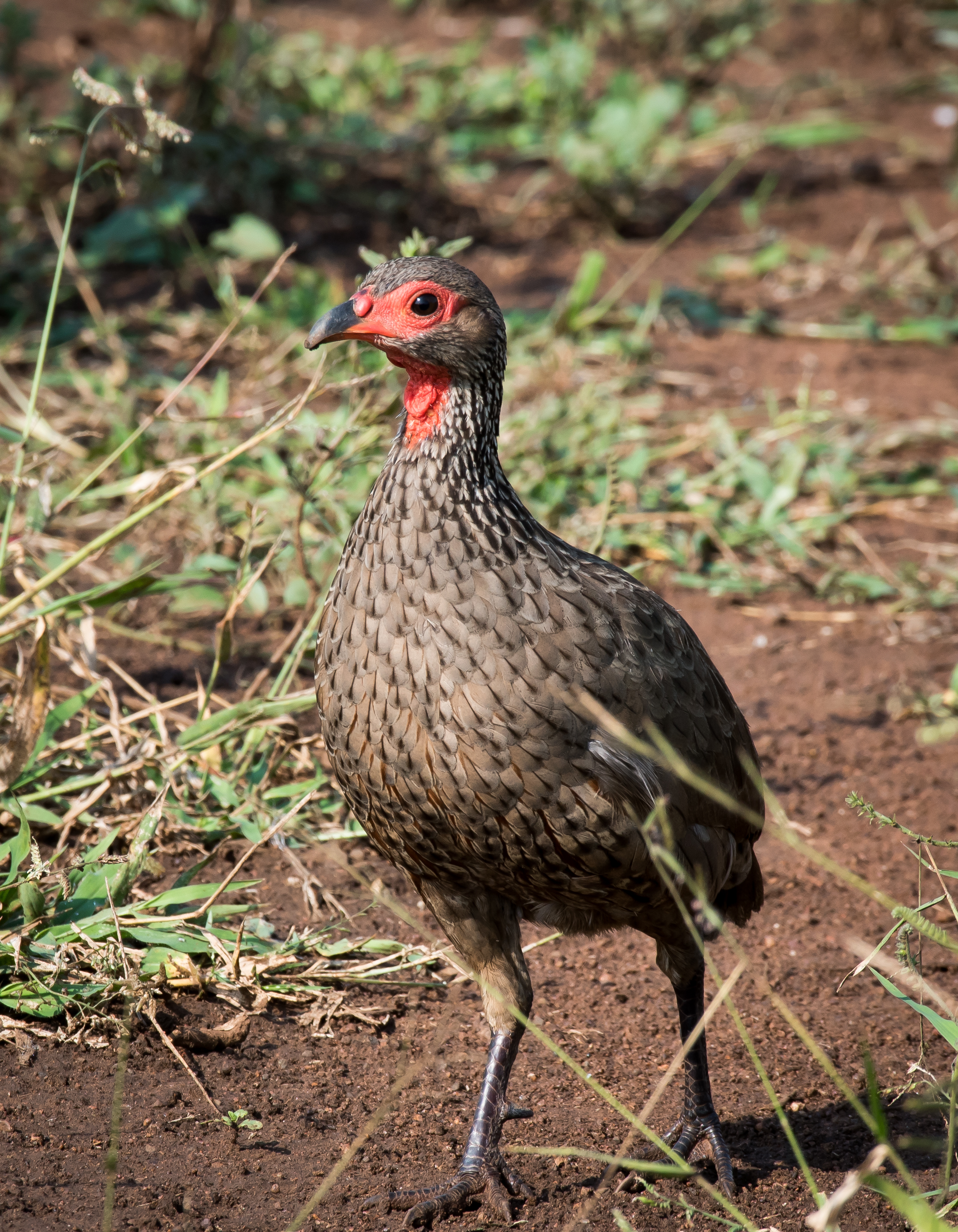 Swainson's Spurfowl (1 of 1).jpg
