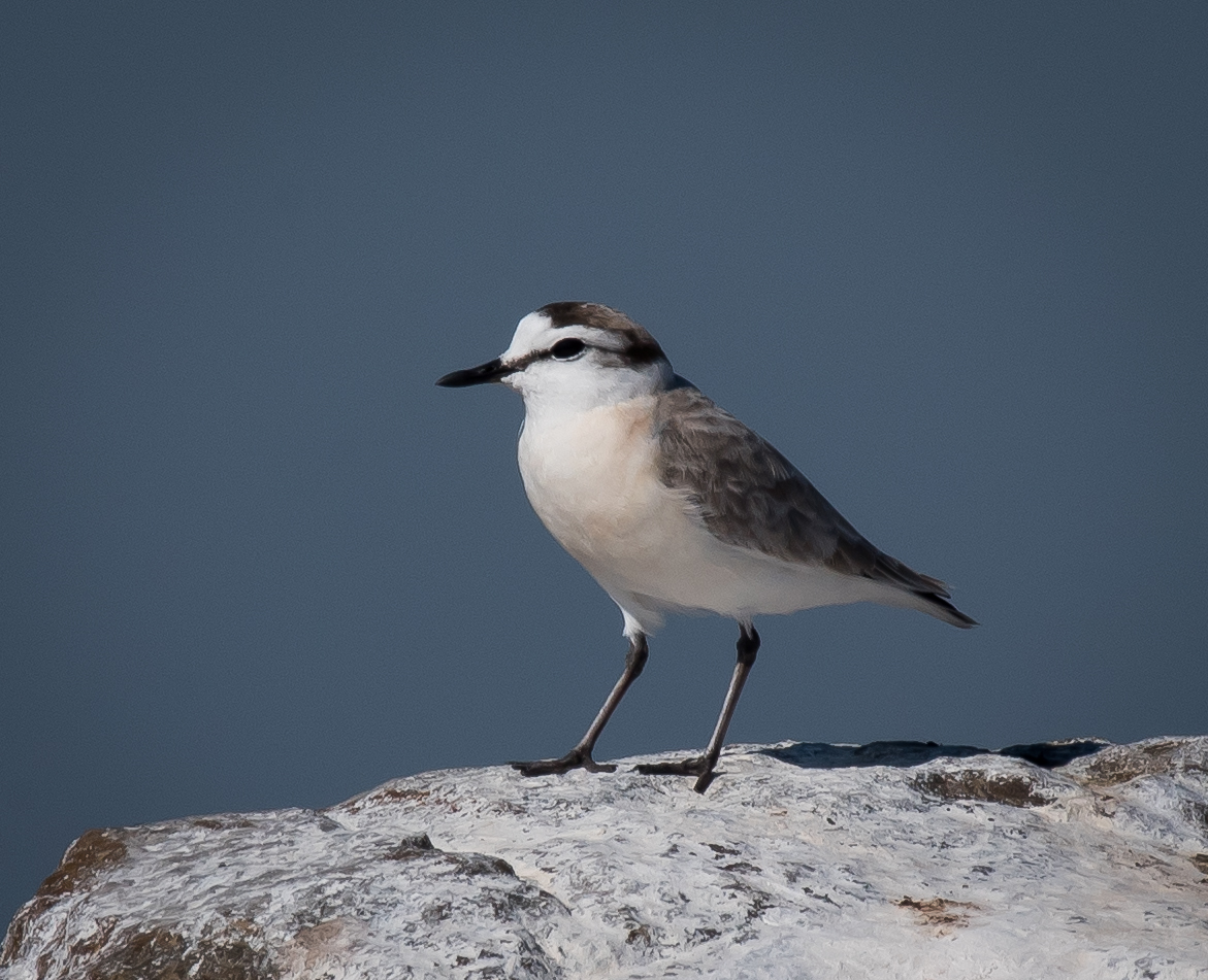 White-fronted Plover (1 of 1).jpg