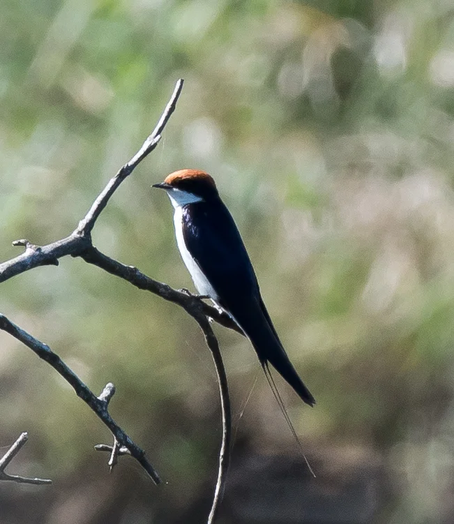 Wire-tail Swallow (1 of 1).jpg
