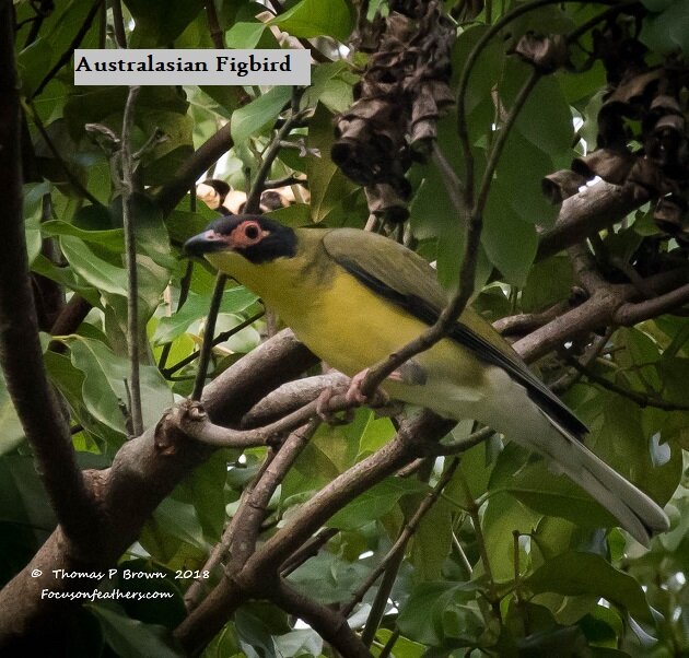 Australasian Figbird (1 of 1).jpg