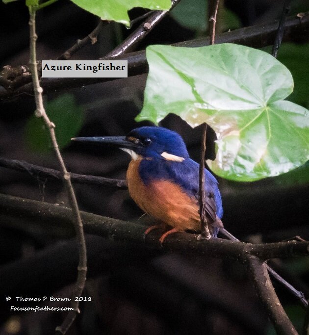 Azure Kingfisher (1 of 1).jpg
