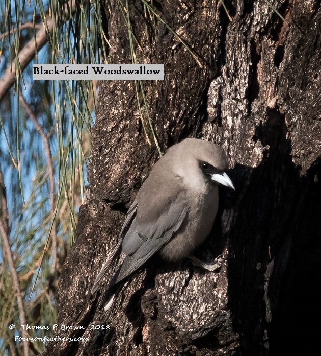 Black-faced Woodswallow (1 of 1).jpg
